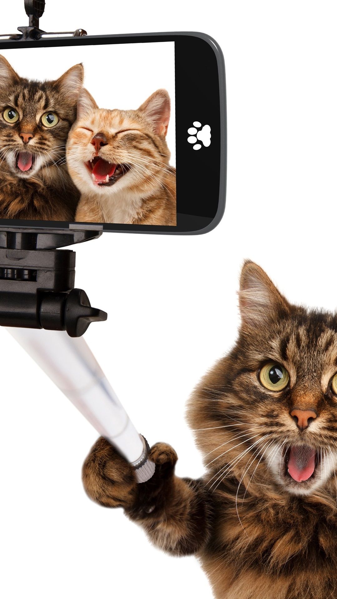 1080x1920 Funny Animals, Cat Selfies, Happy 1080x1920 IPhone 8 7 6 6S Plus Wallpaper, Background, Picture, Image