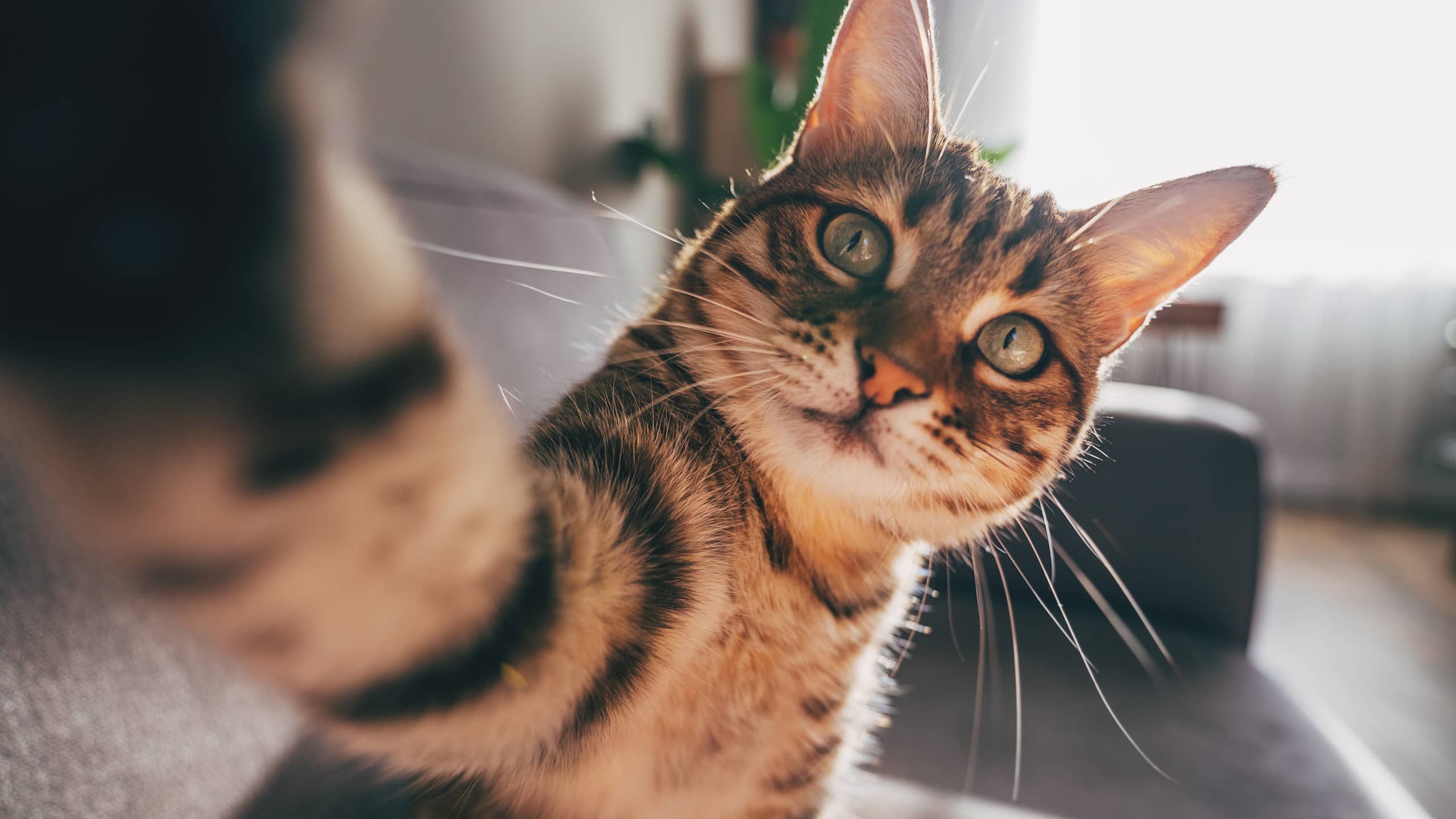 2560x1440 Why Cats Are Better Than Dogs, According to 3 Vets