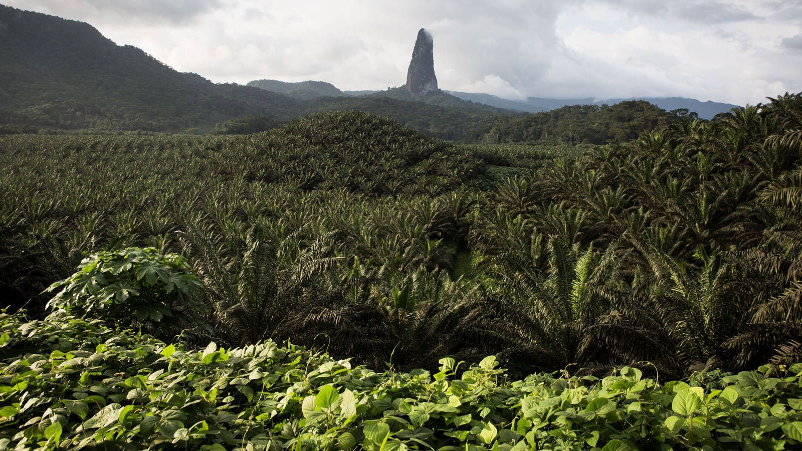1600x900 Download Oil Palm In Sao Tome And Principe Wallpaper