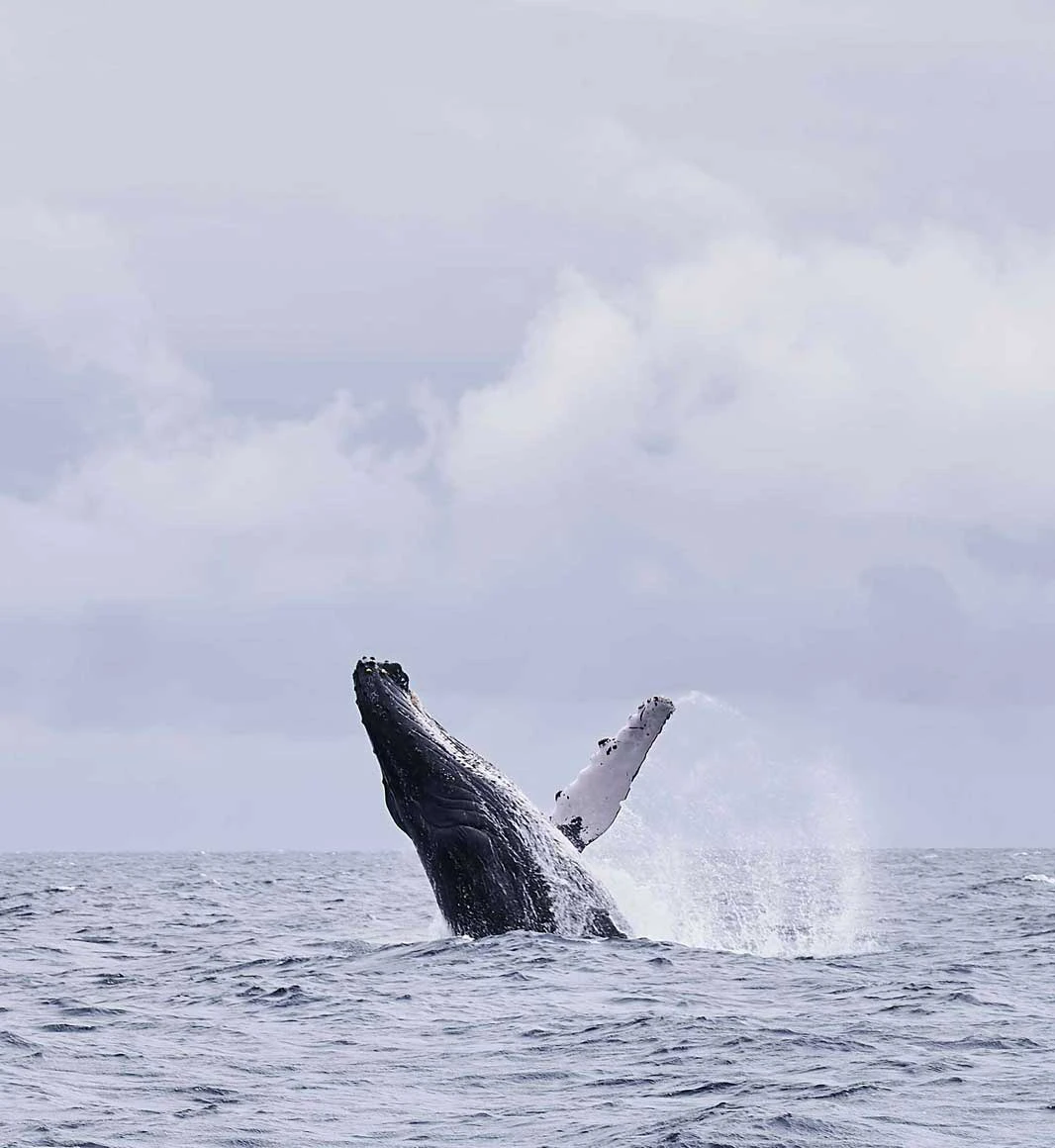 1066x1160 Sao Tome & Principe Remarkable Vacations
