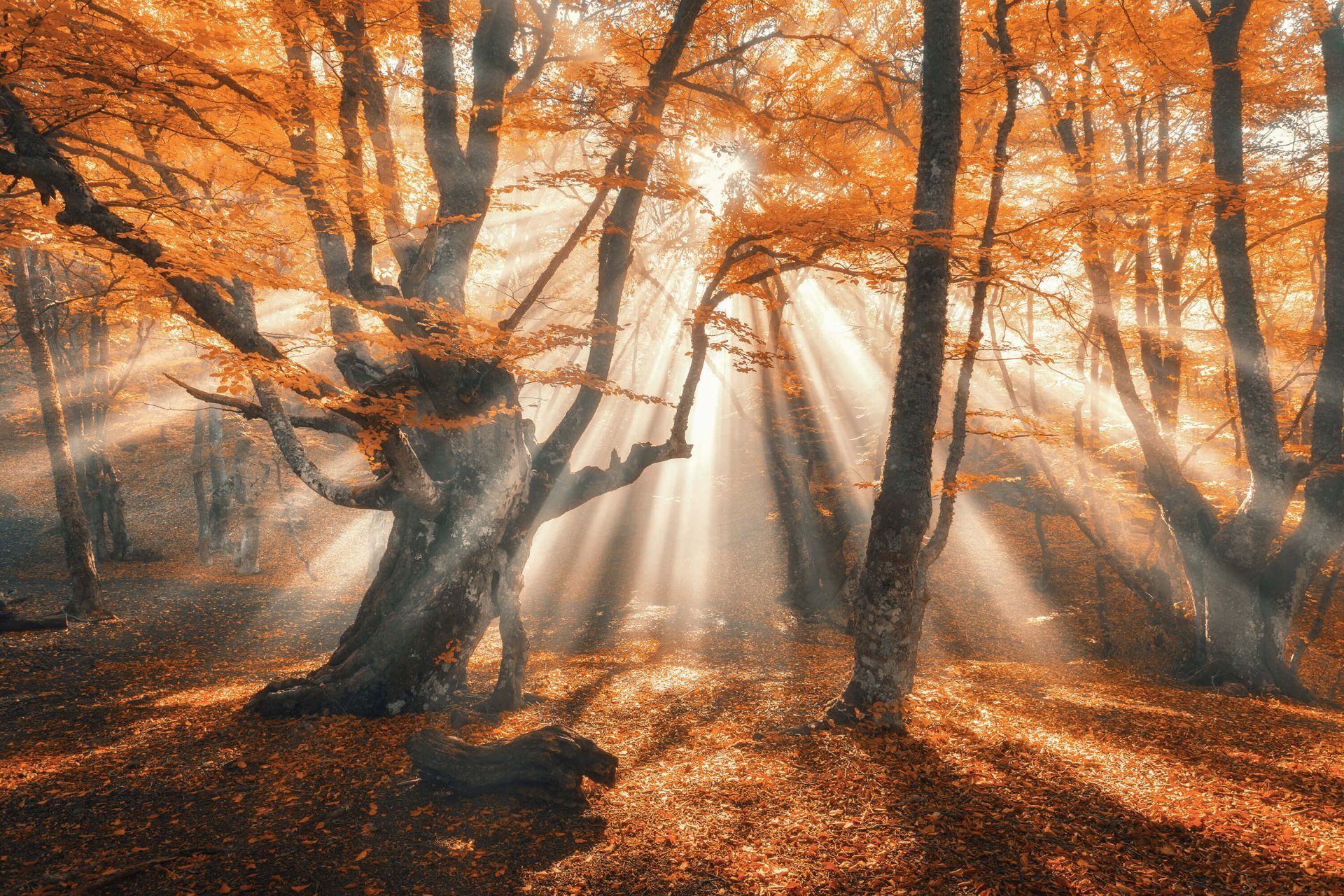 1920x1280 Magical Autumn Forest