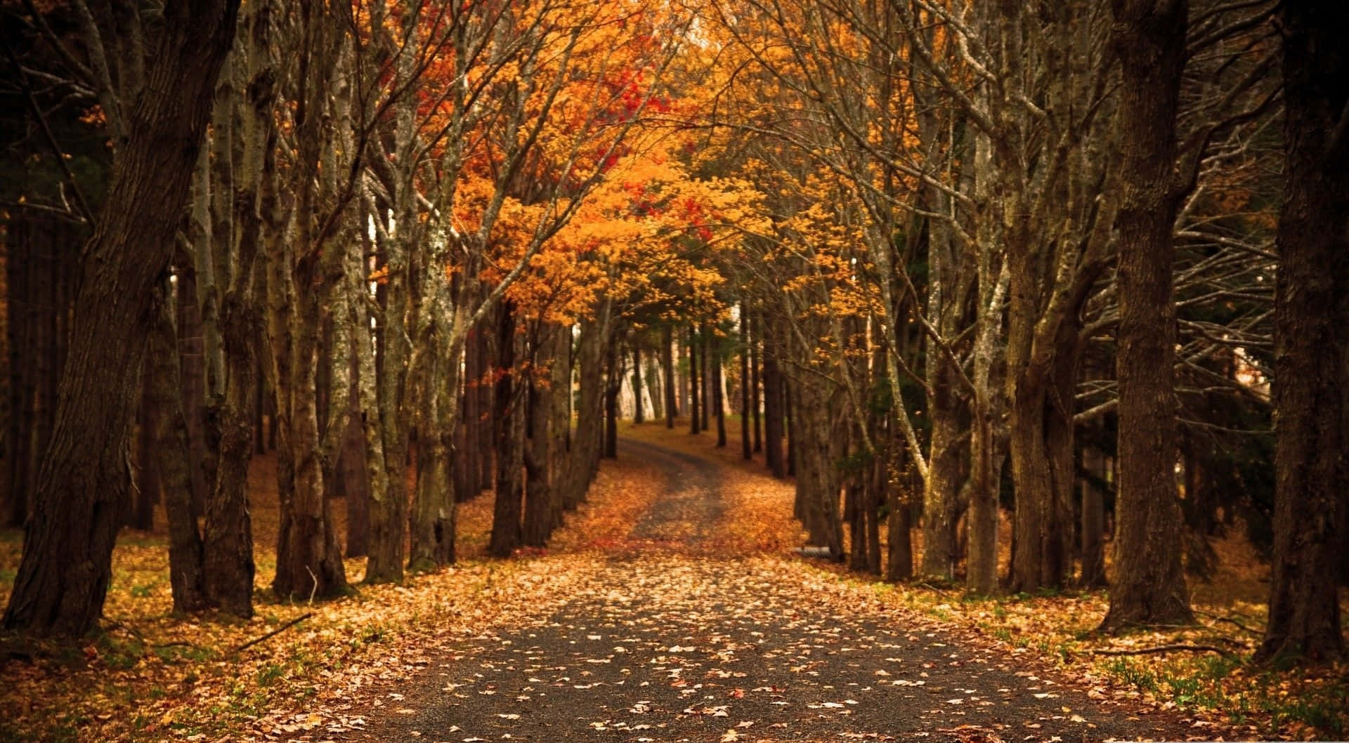 1920x1058 Download Enjoy the magical autumn season Wallpaper