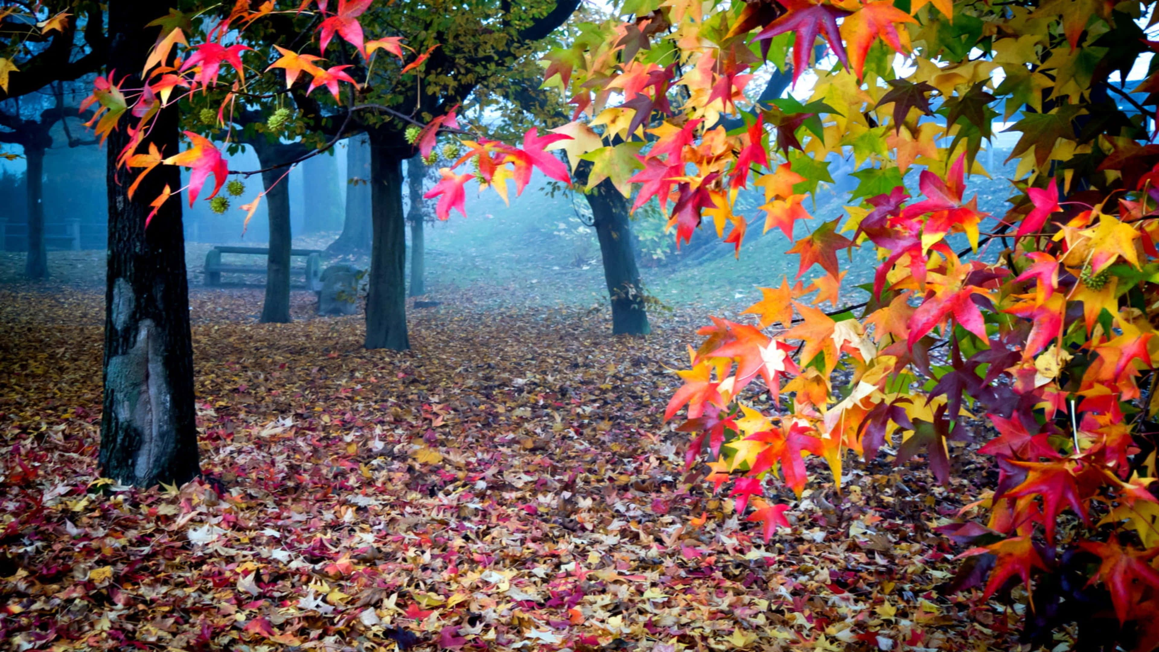 3840x2160 Download Lazy Afternoon in the Magical Autumn Woods Wallpaper