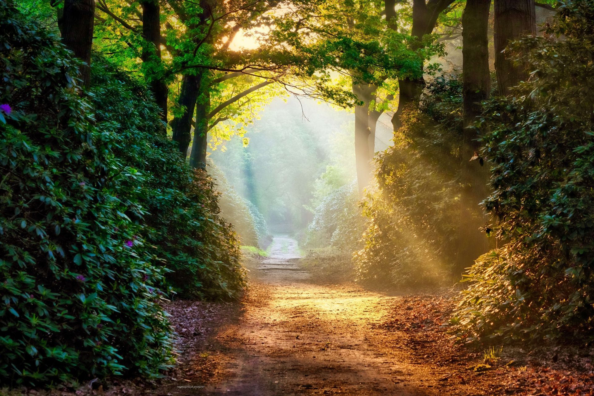 1920x1280 Magical path