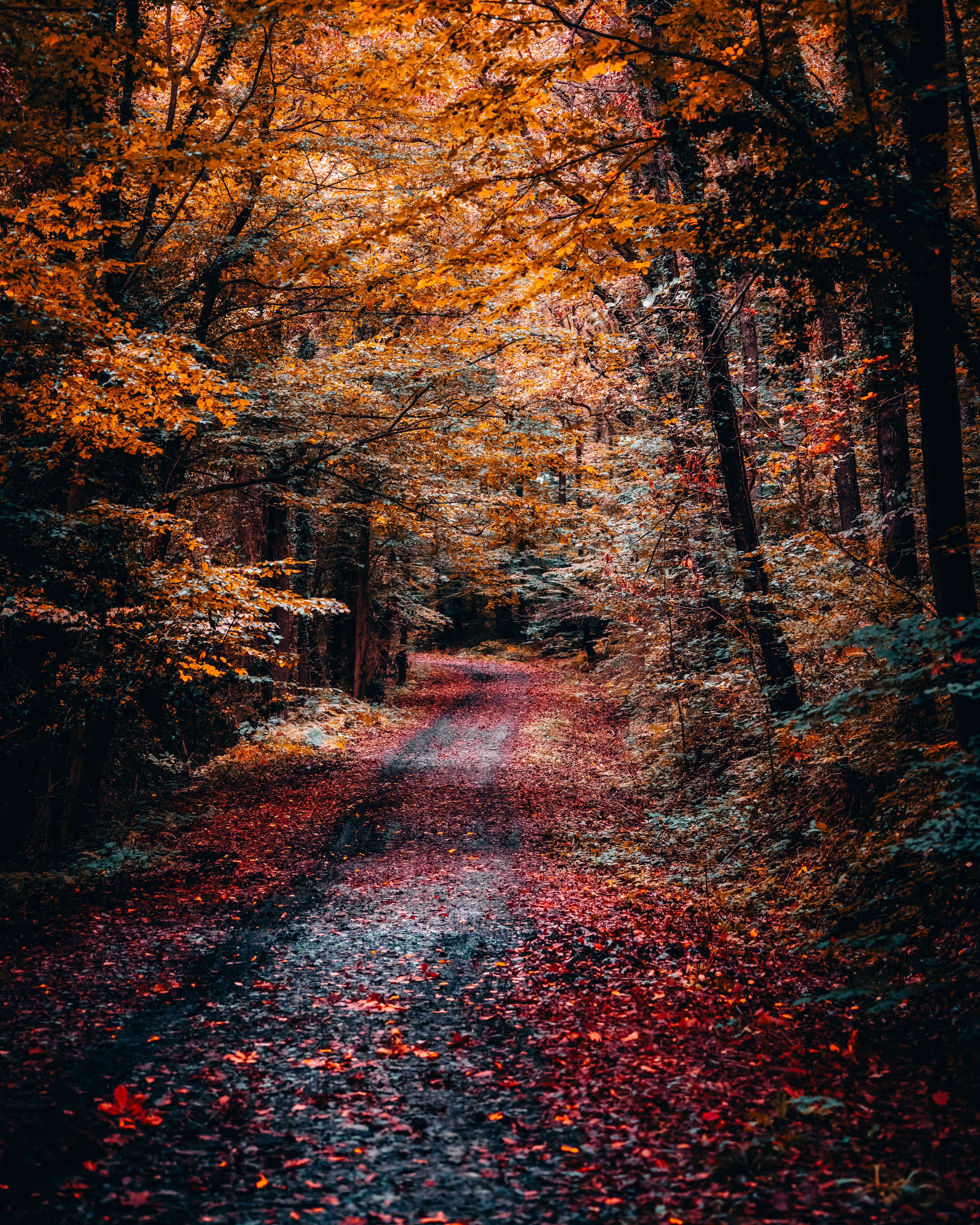 5304x6630 Enchanting Autumn Trail in Vibrant Forest · Free