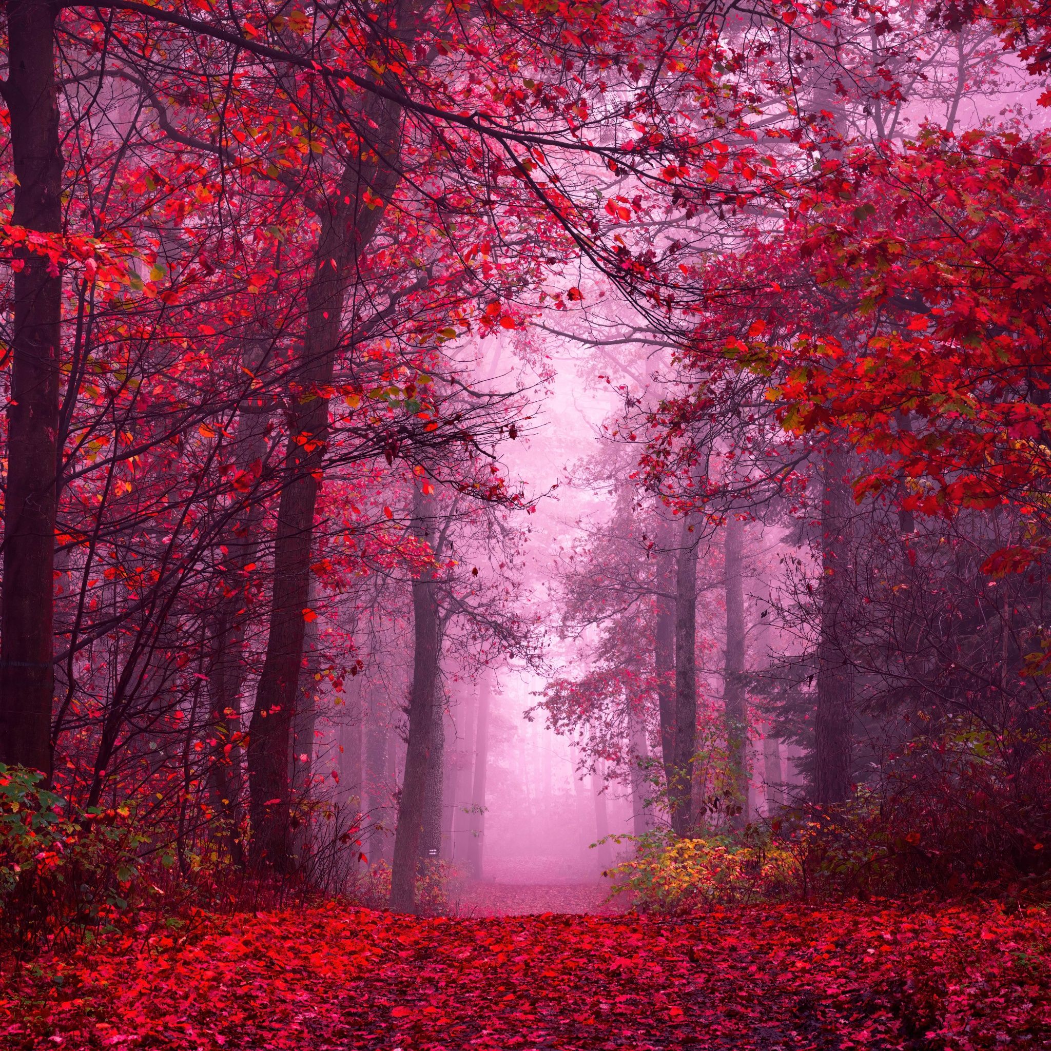 2048x2048 Enchanting Wallpaper 4K, Autumn Forest, Path, Mystical
