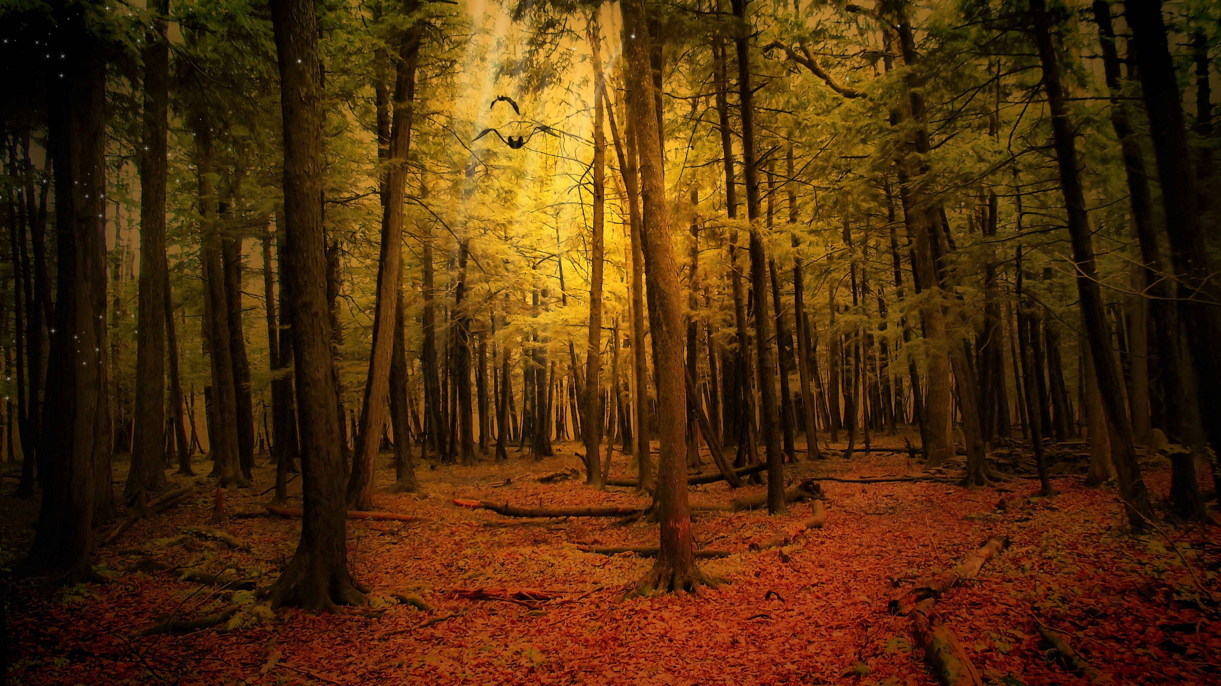 4000x2248 Download Explore the golden beauty of Autumn in this magical forest. Wallpaper