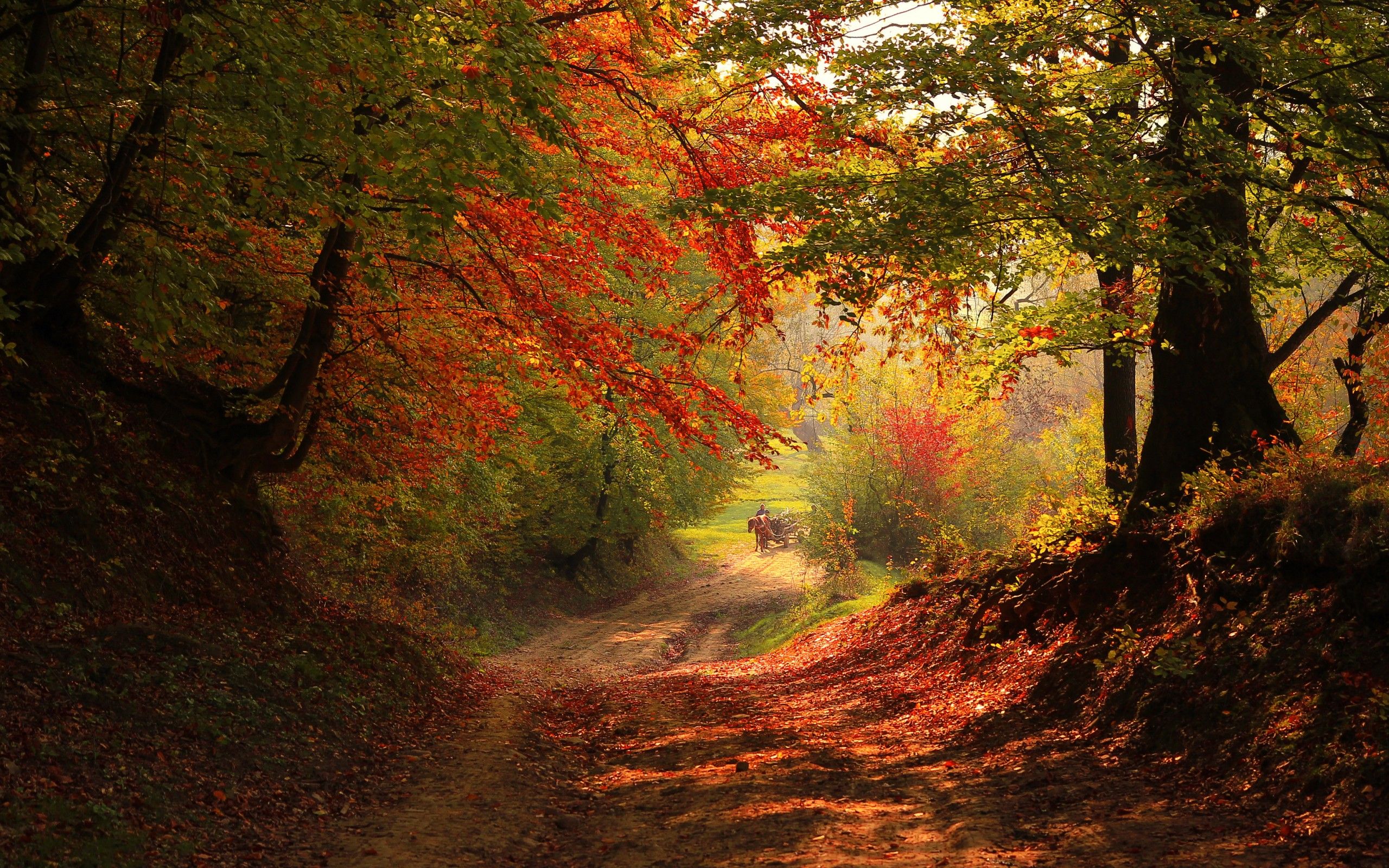 2560x1600 Autumn Path: A Serene HD Wallpaper of Light and Shadow in the Parkx1600