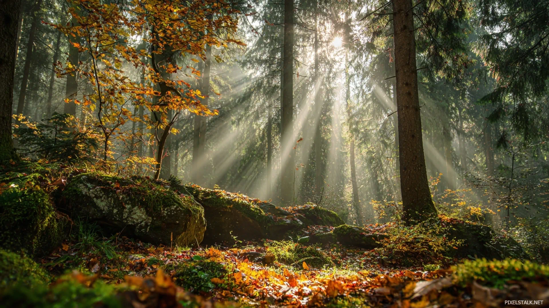 1920x1080 Beautiful Autumn Desktop Wallpaper