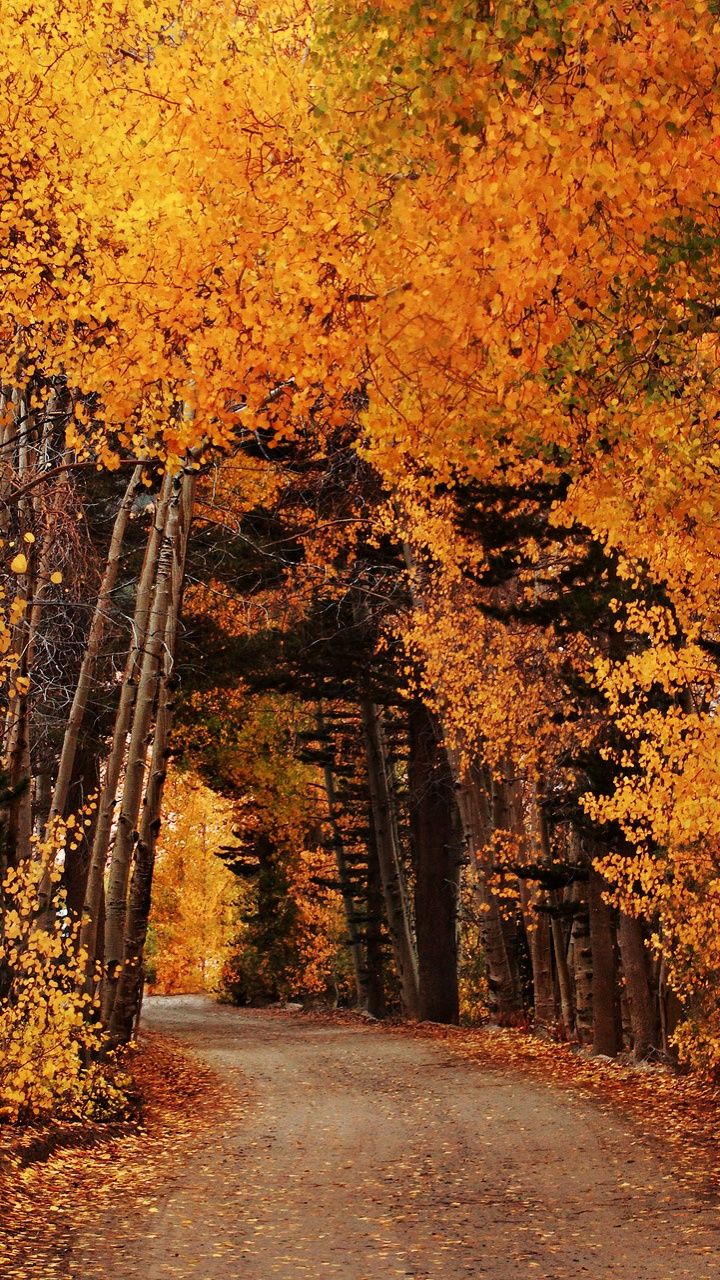 720x1280 Autumn in California 4K UHD Wallpaper for UltraHD Desktop and TV : Widescreen and UltraWide Display : Smartphone and Tablet Devices