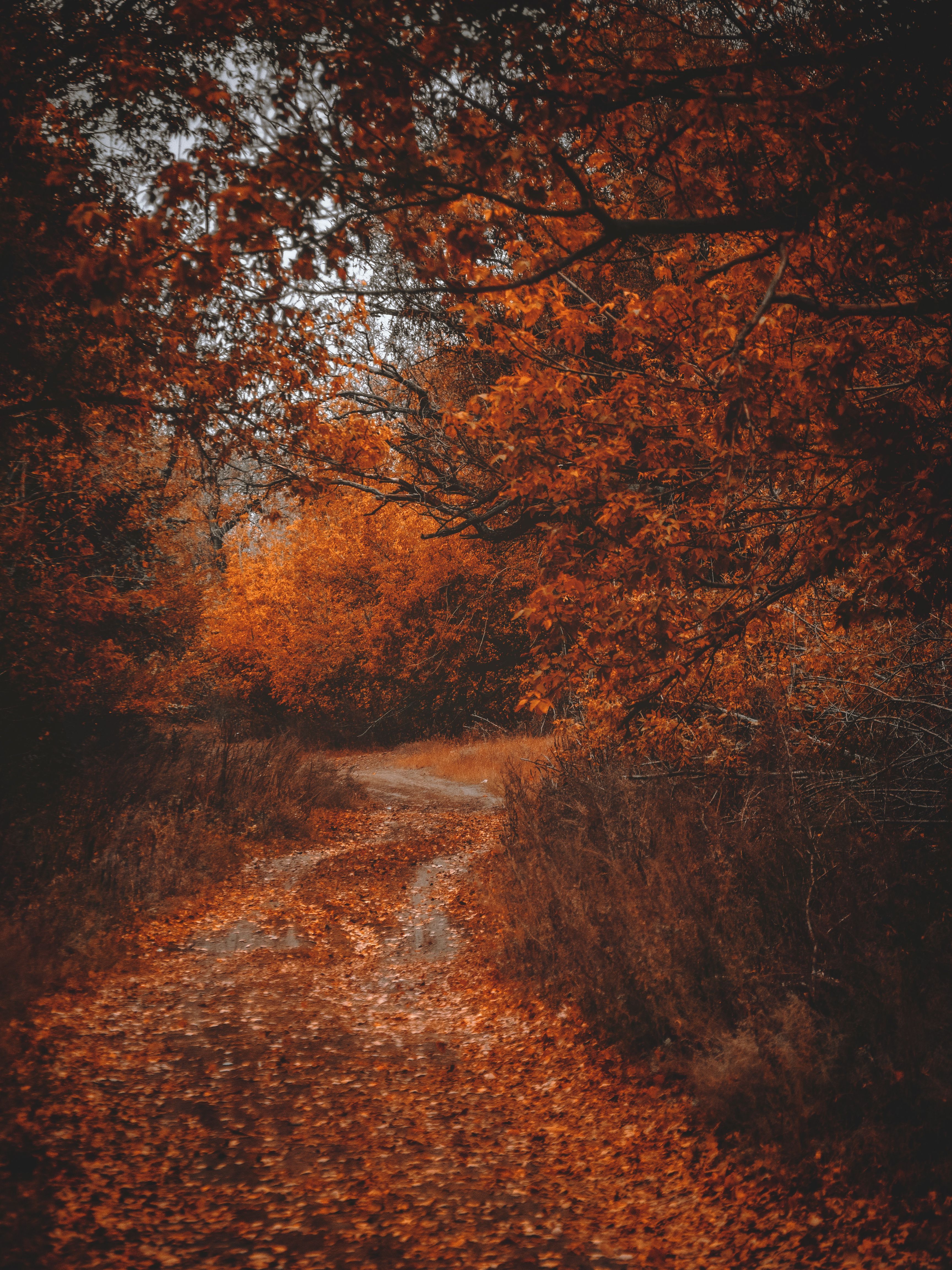 3456x4608 Enchanting Autumn Trail in Vibrant Forest · Free