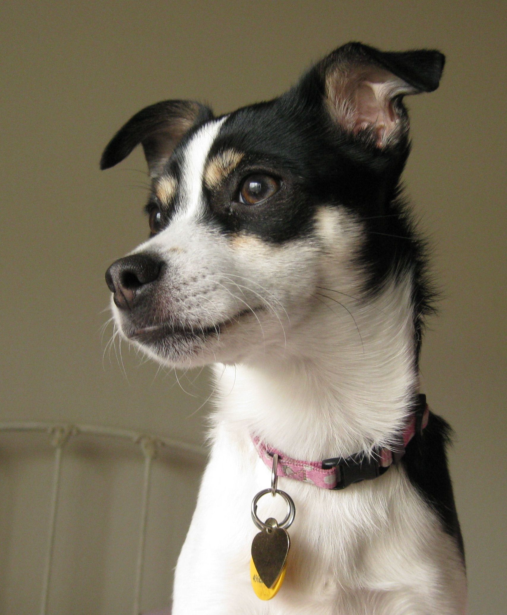 1707x2072 Rat Terrier dog face photo and wallpaper. Beautiful Rat Terrier dog face picture