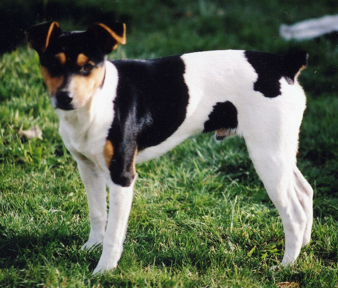 1126x959 Cute Rat Terrier dog photo and wallpaper. Beautiful Cute Rat Terrier dog picture