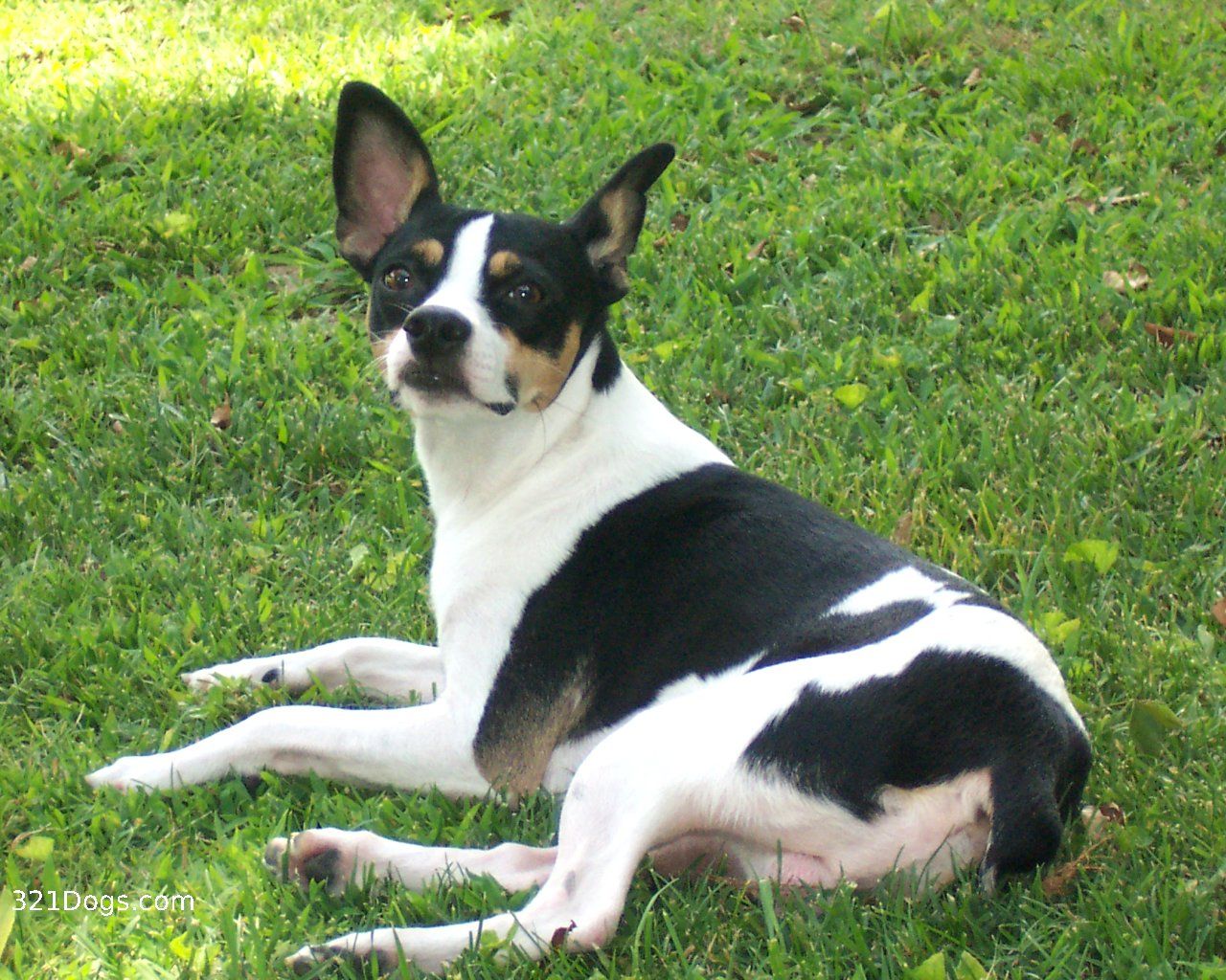 1280x1024 Nice Rat Terrier dog photo and wallpaper. Beautiful Nice Rat Terrier dog picture