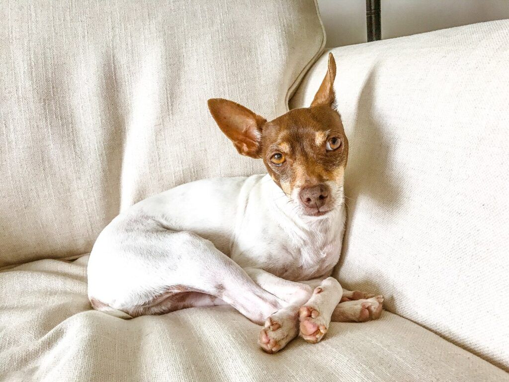 1024x768 Rat Terrier Dog Breed Health and Care