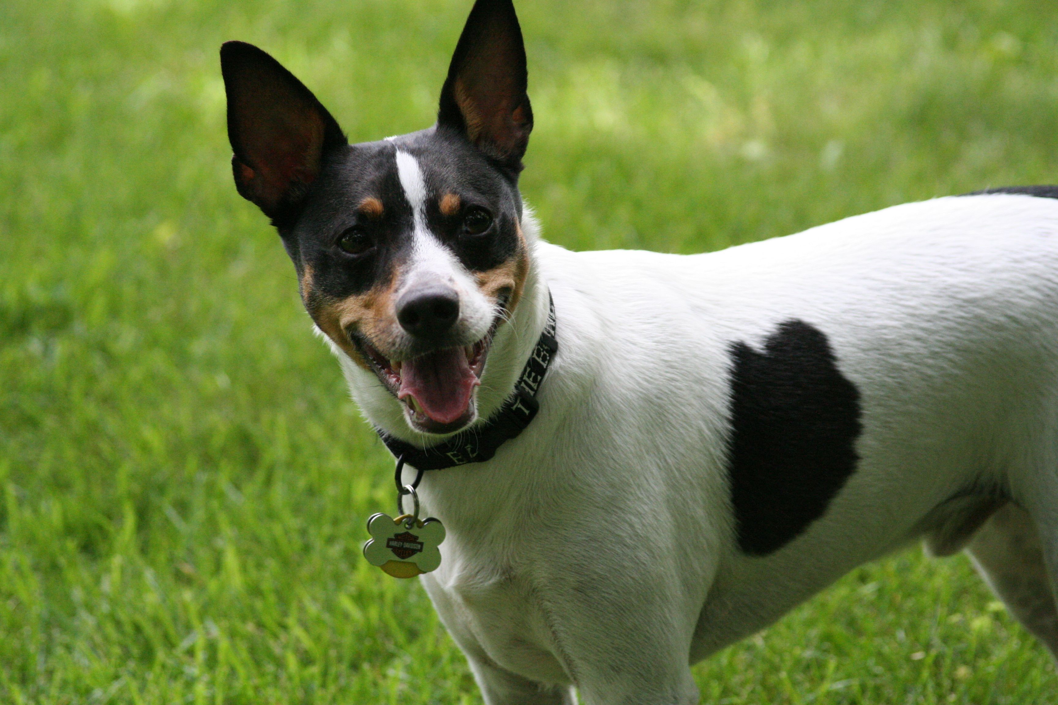 3456x2304 Rat Terrier
