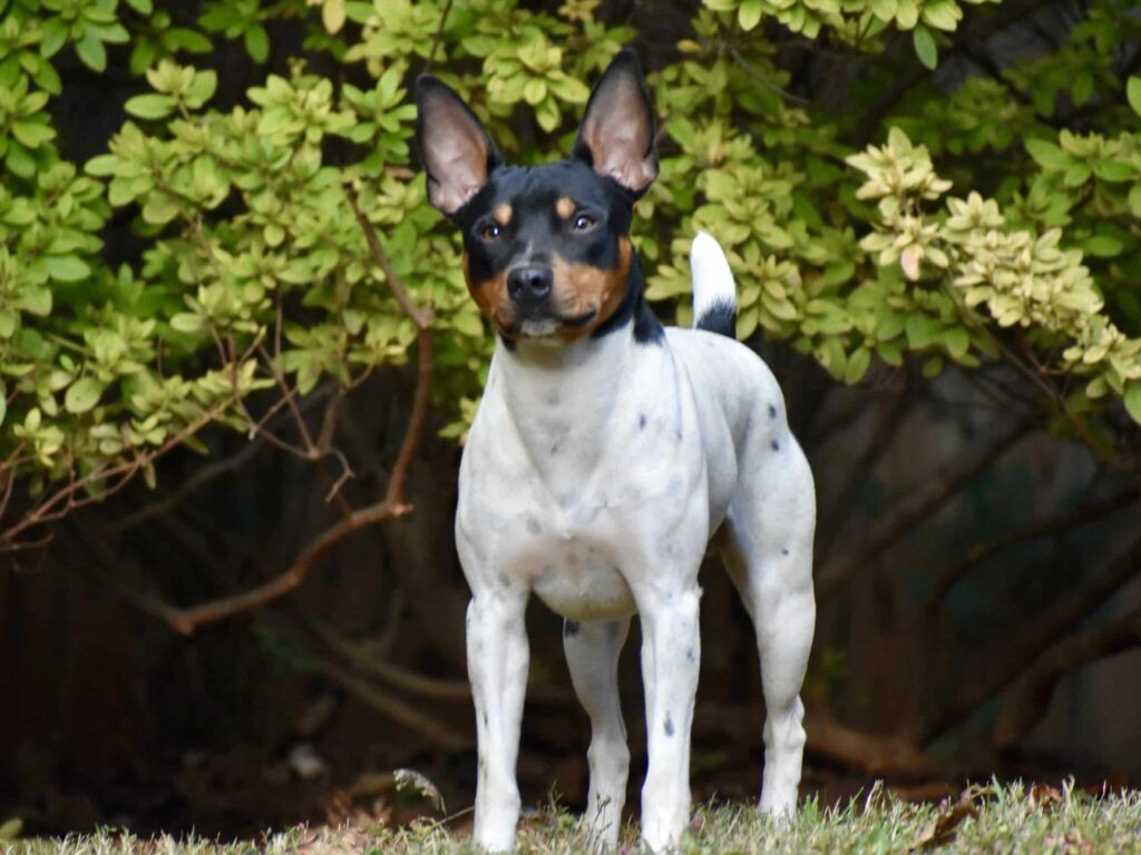 1024x768 Rat Terrier Westminster Kennel Club