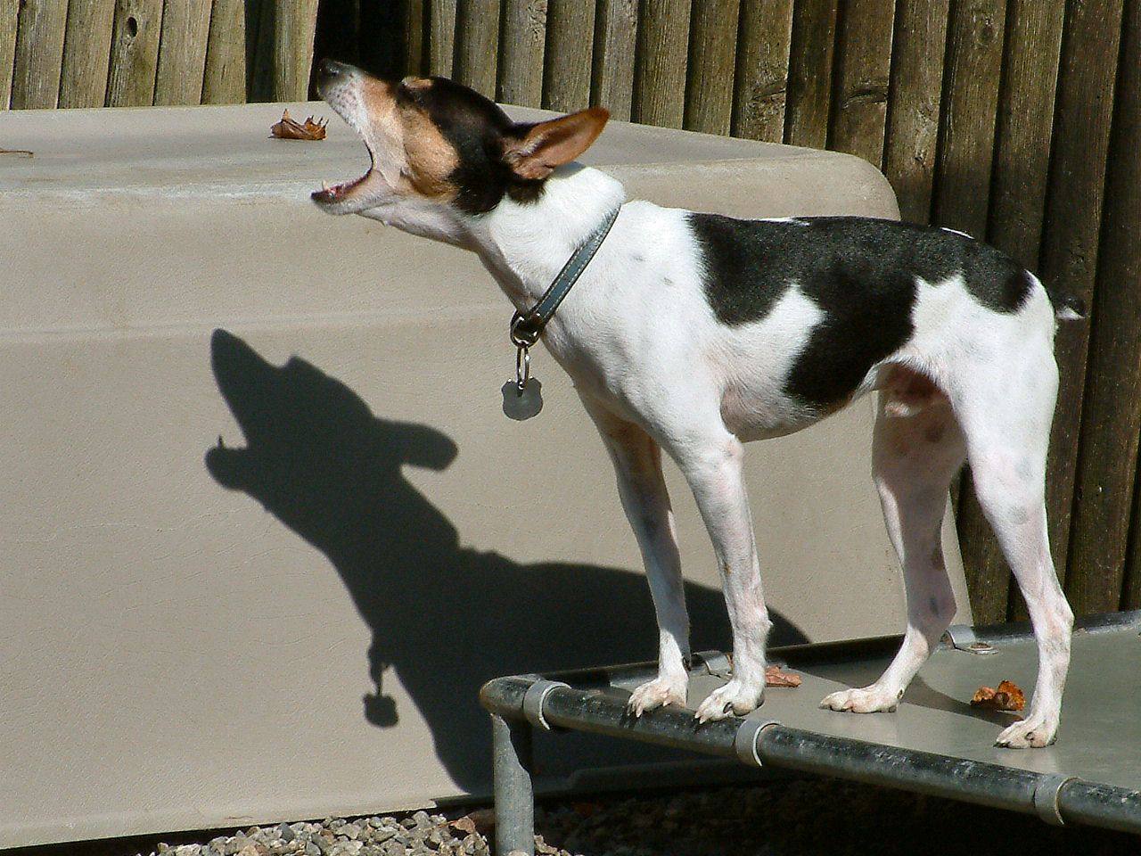 1280x960 Beautiful Rat Terrier dog photo and wallpaper. Beautiful Beautiful Rat Terrier dog picture