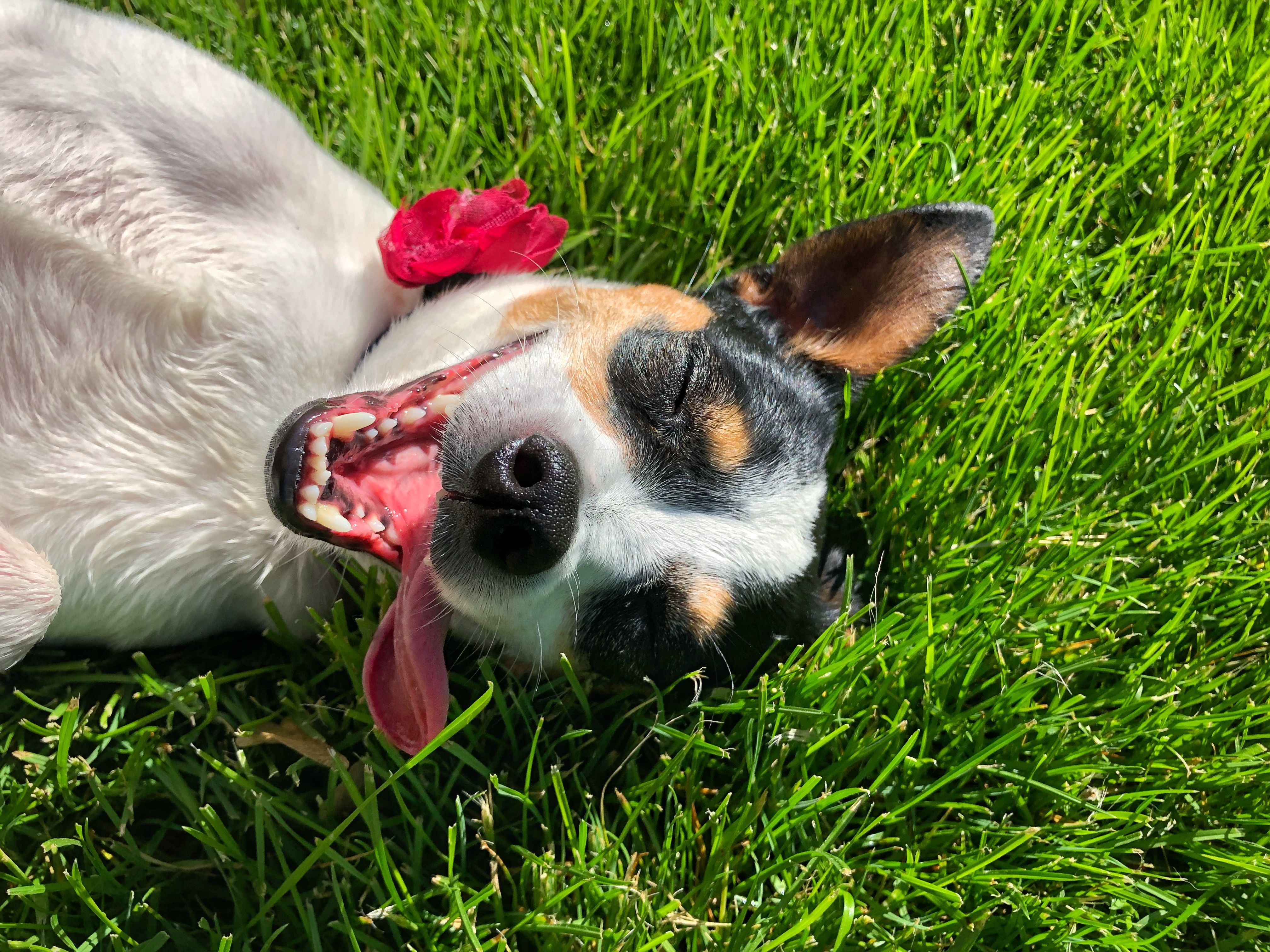 4032x3024 Rat Terrier Photo, Download The BEST Free Rat Terrier & HD Image