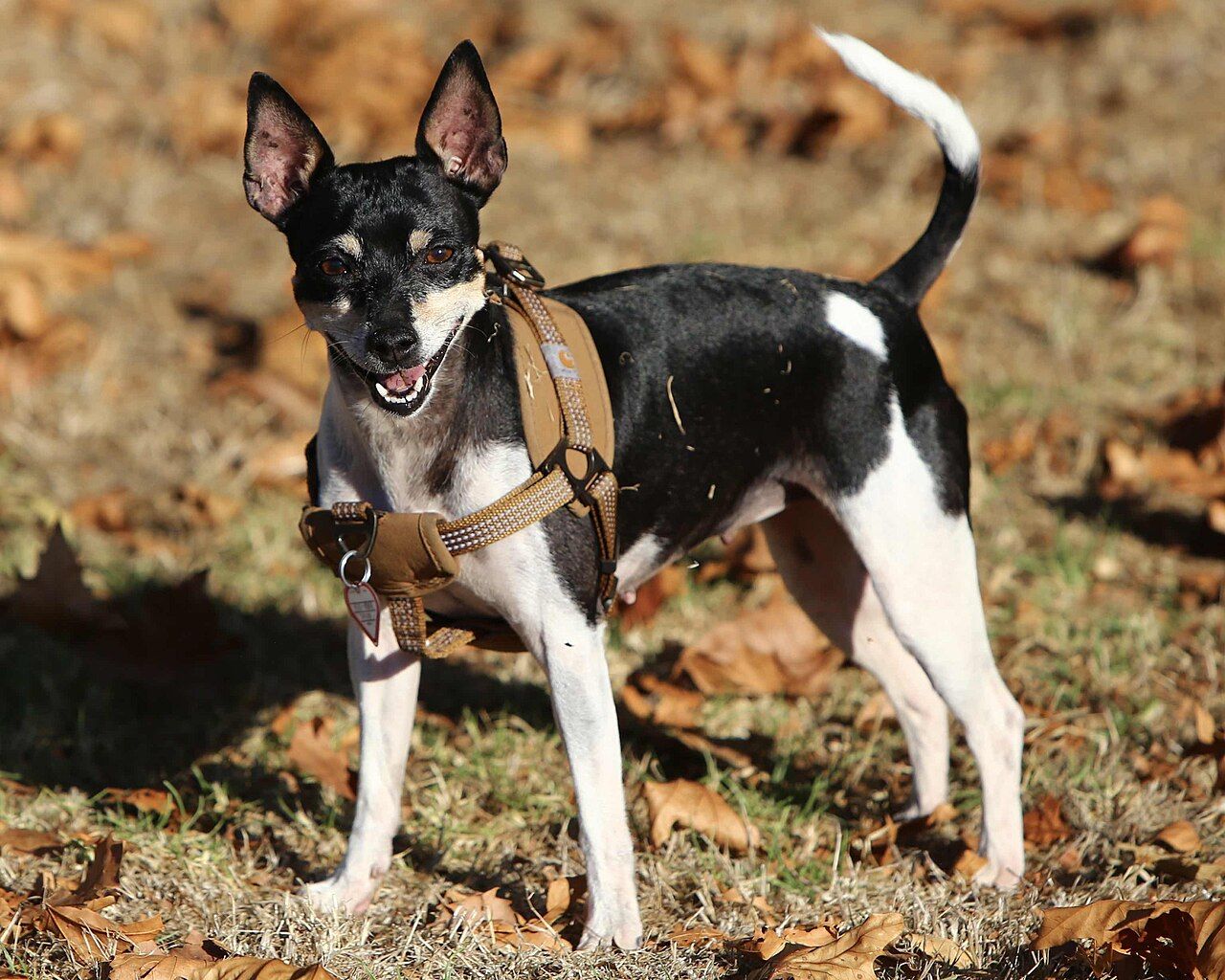 1280x1024 Rat Terrier