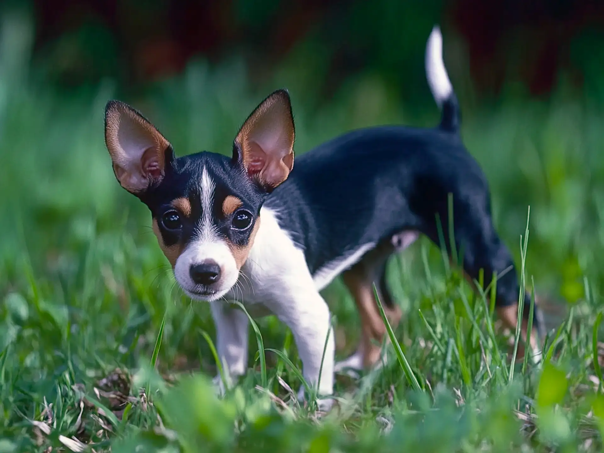 1920x1440 Rat Terrier: The Energetic and Intelligent American Farm Dog