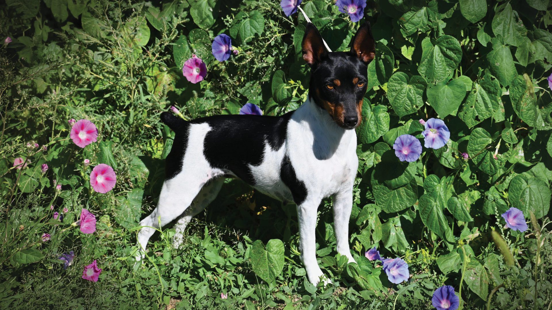 1920x1080 Rat Terrier