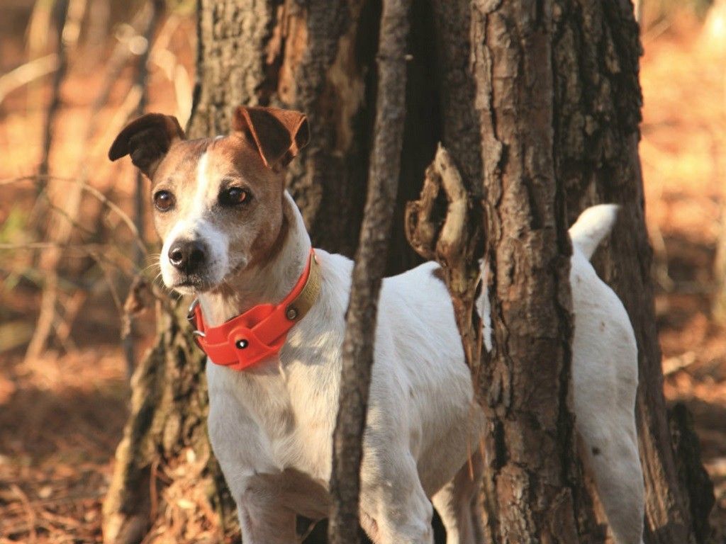 1024x768 Land's Best Friend: Rat Terrier Land Report