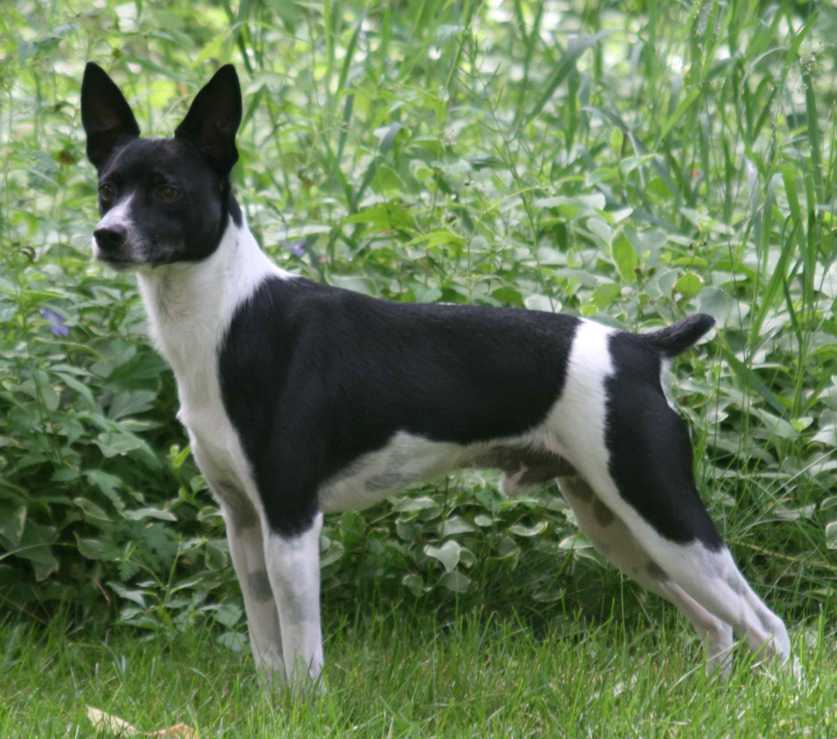 2725x2404 Rat Terrier photo and wallpaper. Beautiful Rat Terrier picture