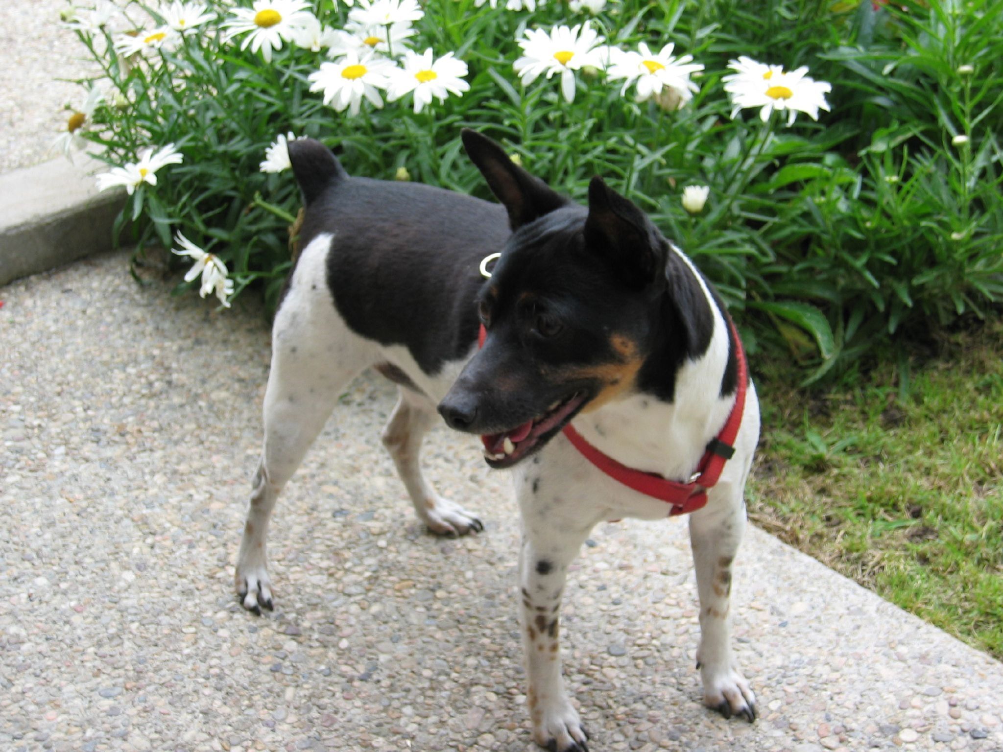 2048x1536 Rat Terrier for a walk photo and wallpaper. Beautiful Rat Terrier for a walk picture