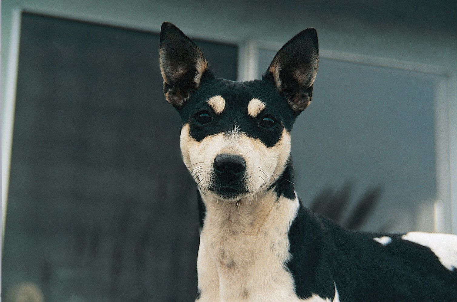 1508x998 Rat Terrier Information And Standards: The All American Breed