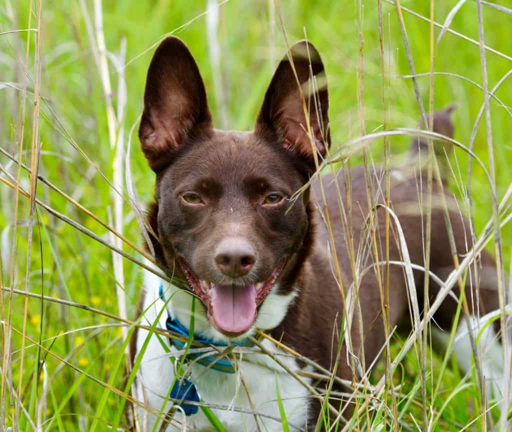 1024x865 Rat Terrier Animal Facts Lupus Familiaris Z Animals