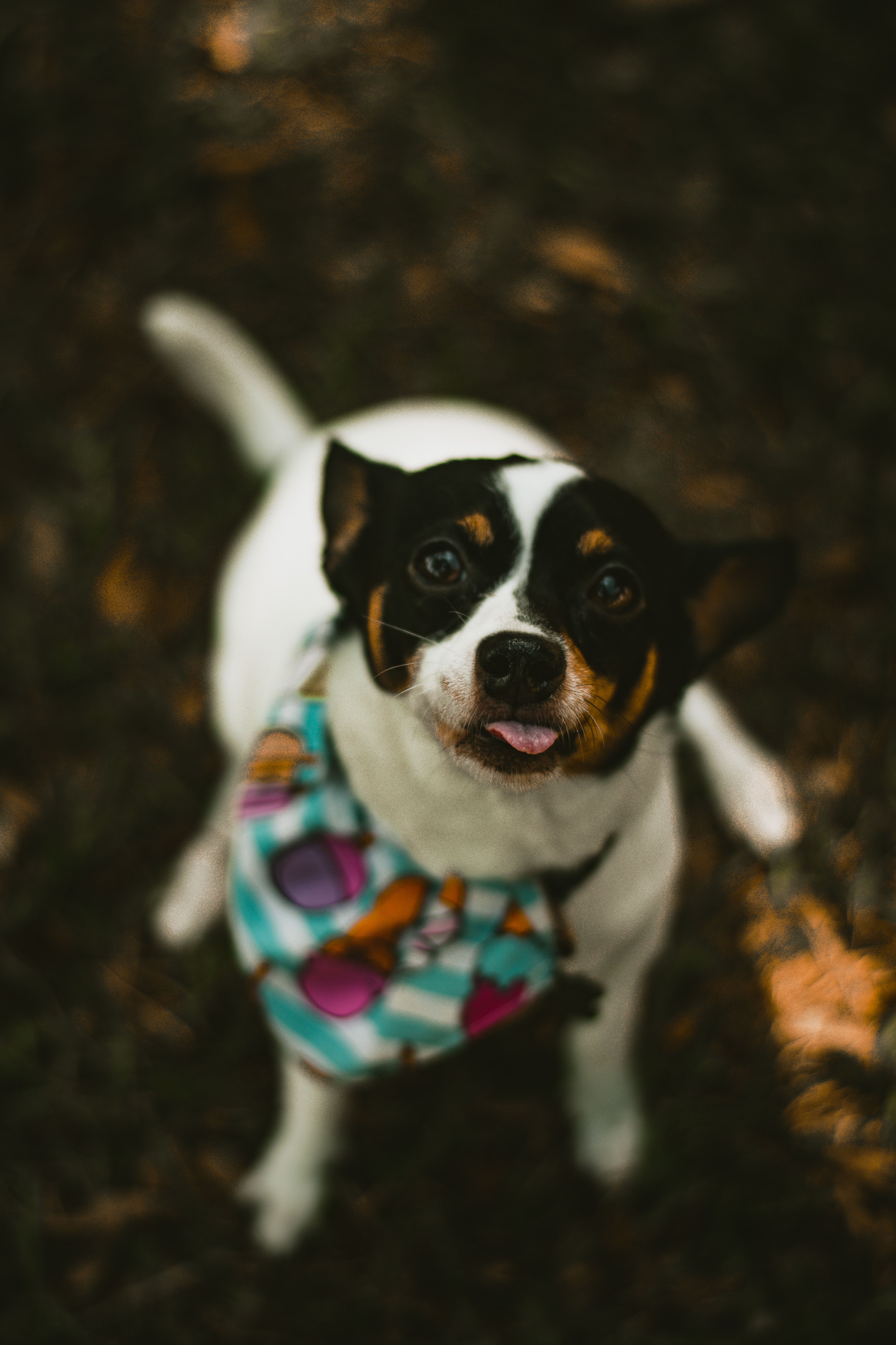 4000x6000 Rat Terrier Photo, Download The BEST Free Rat Terrier & HD Image