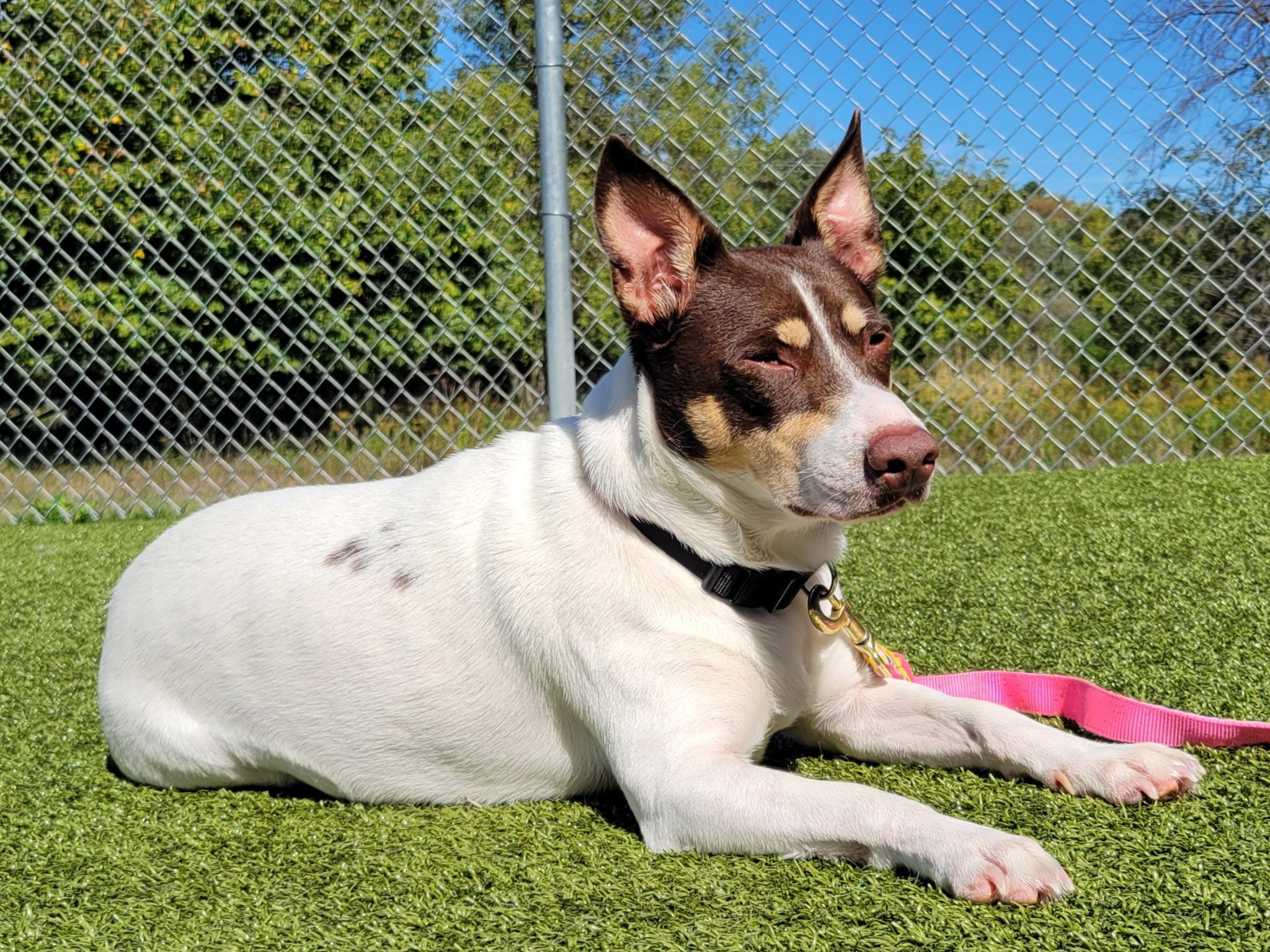 2048x1536 Rat Terriers for Adoption in Tainter Lake, Wisconsin