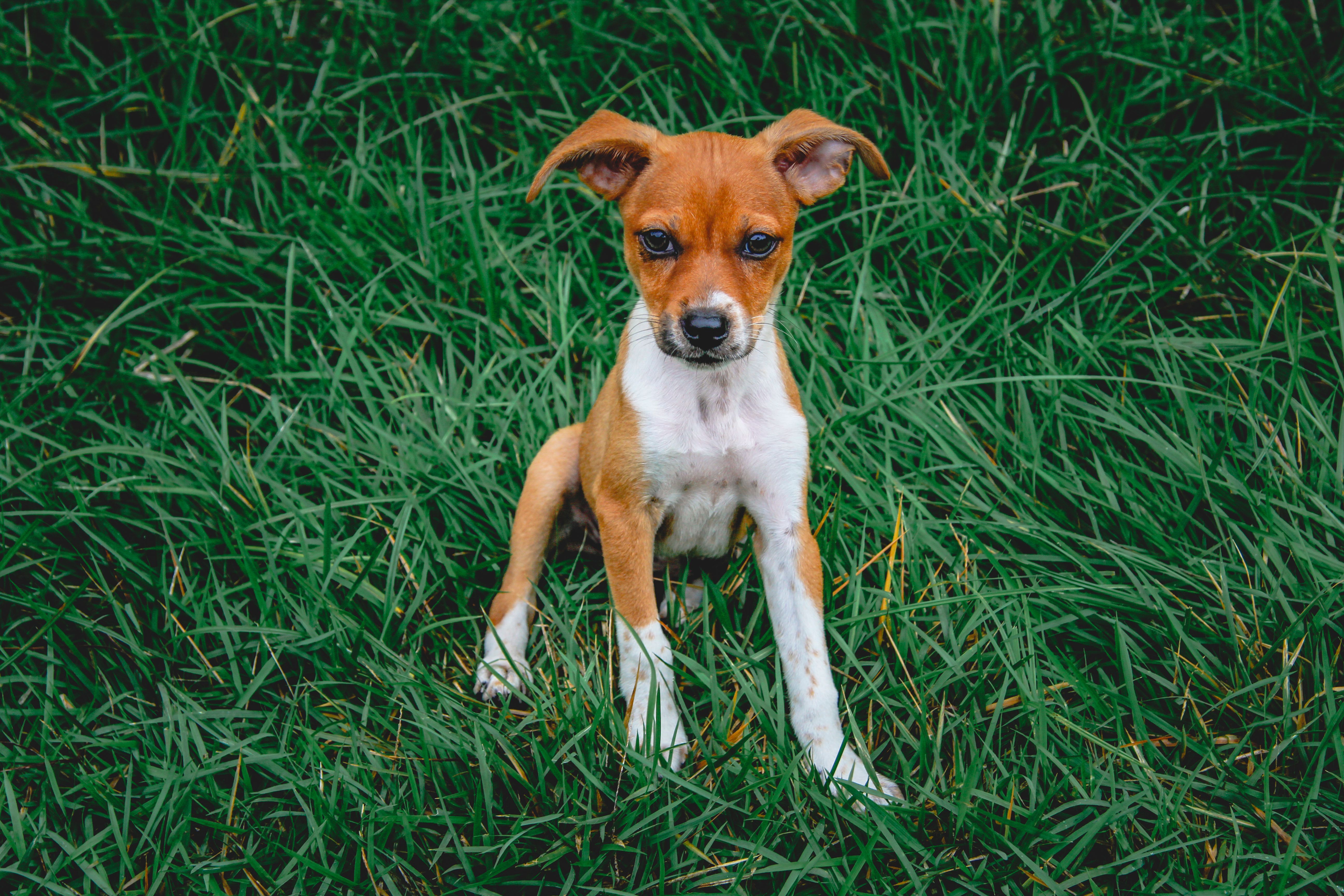 5184x3456 Rat Terrier Photo, Download The BEST Free Rat Terrier & HD Image