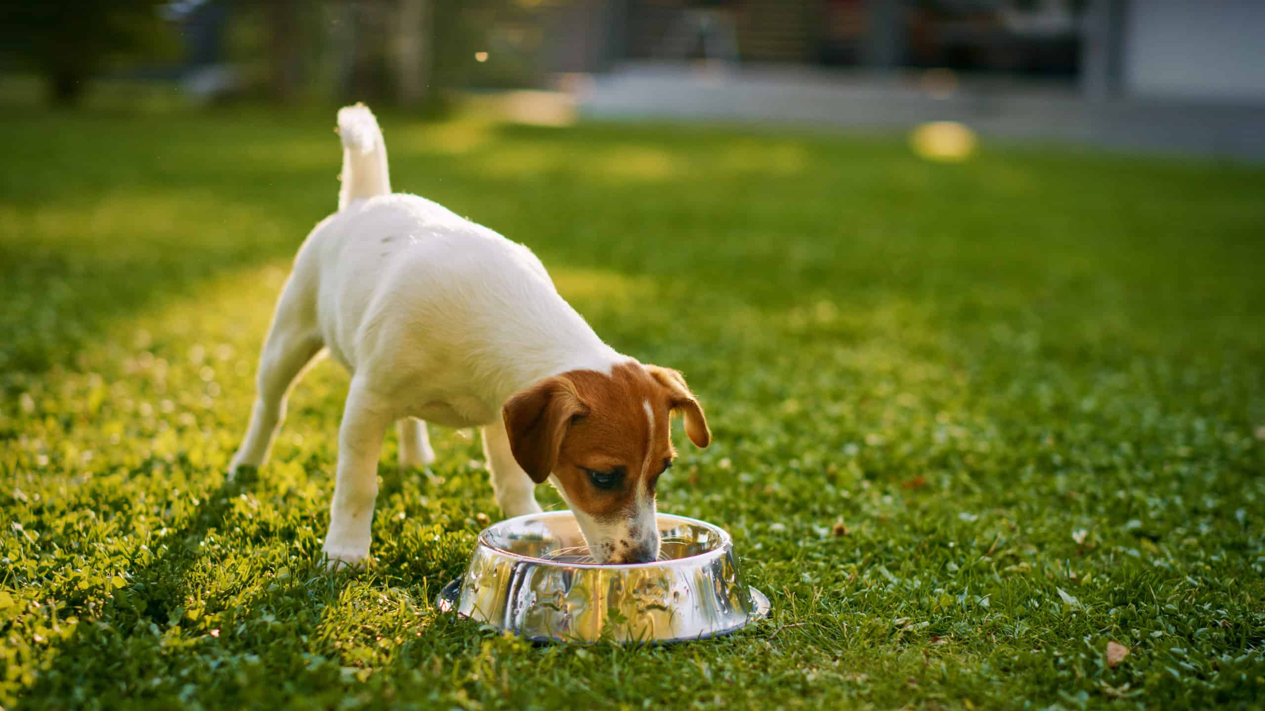2560x1440 Rat Terrier Animal Facts Lupus Familiaris Z Animals