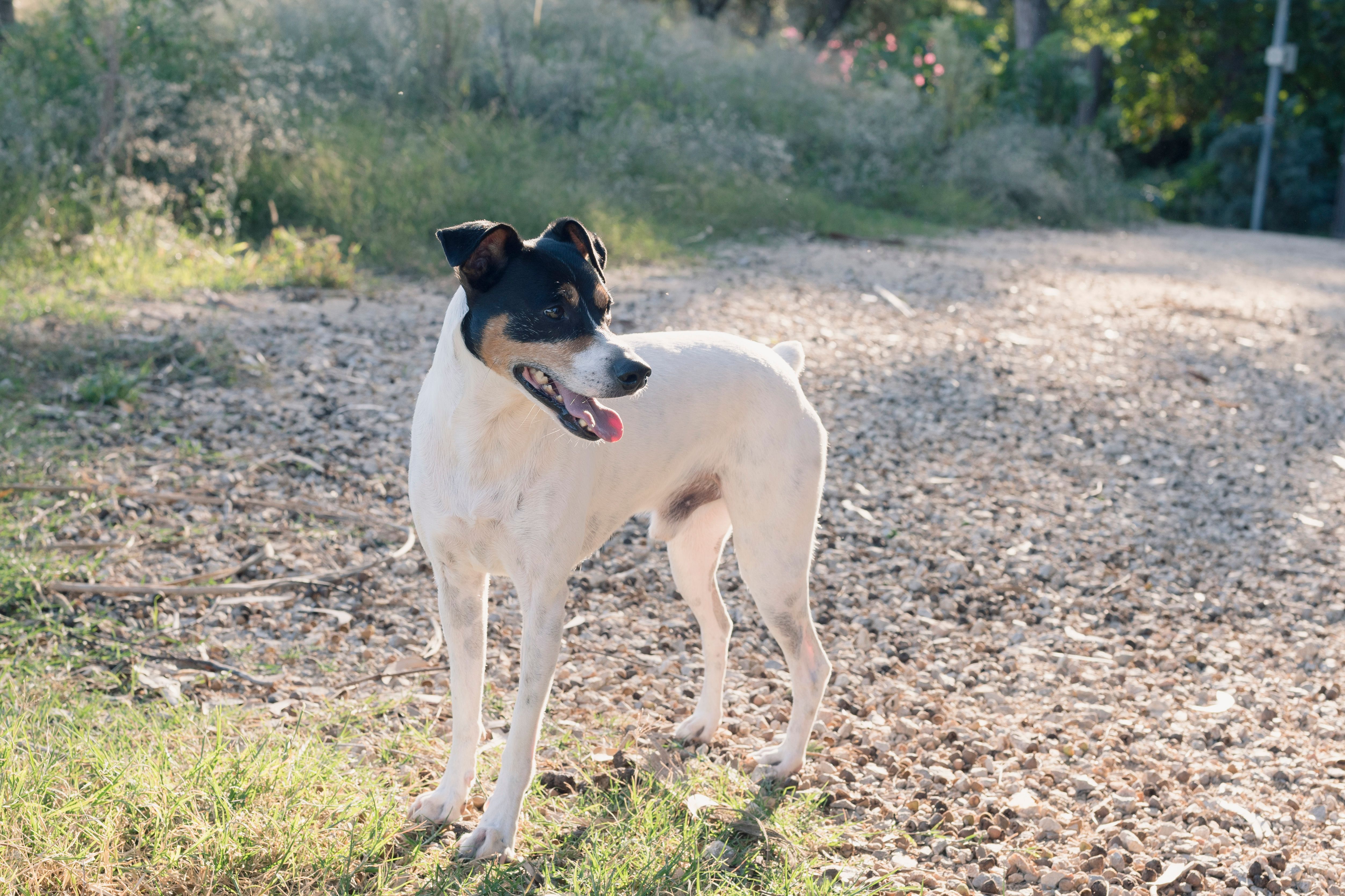 5008x3336 Rat Terrier Photo, Download The BEST Free Rat Terrier & HD Image