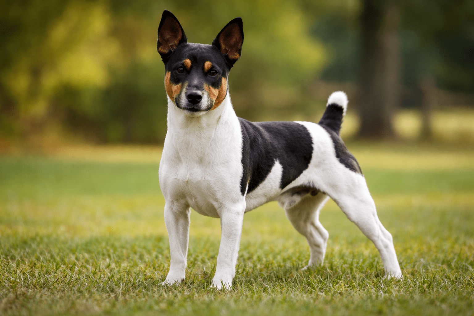 1536x1024 Meet The Teddy Roosevelt Terrier: The New AKC Breed Everyone's Curious About