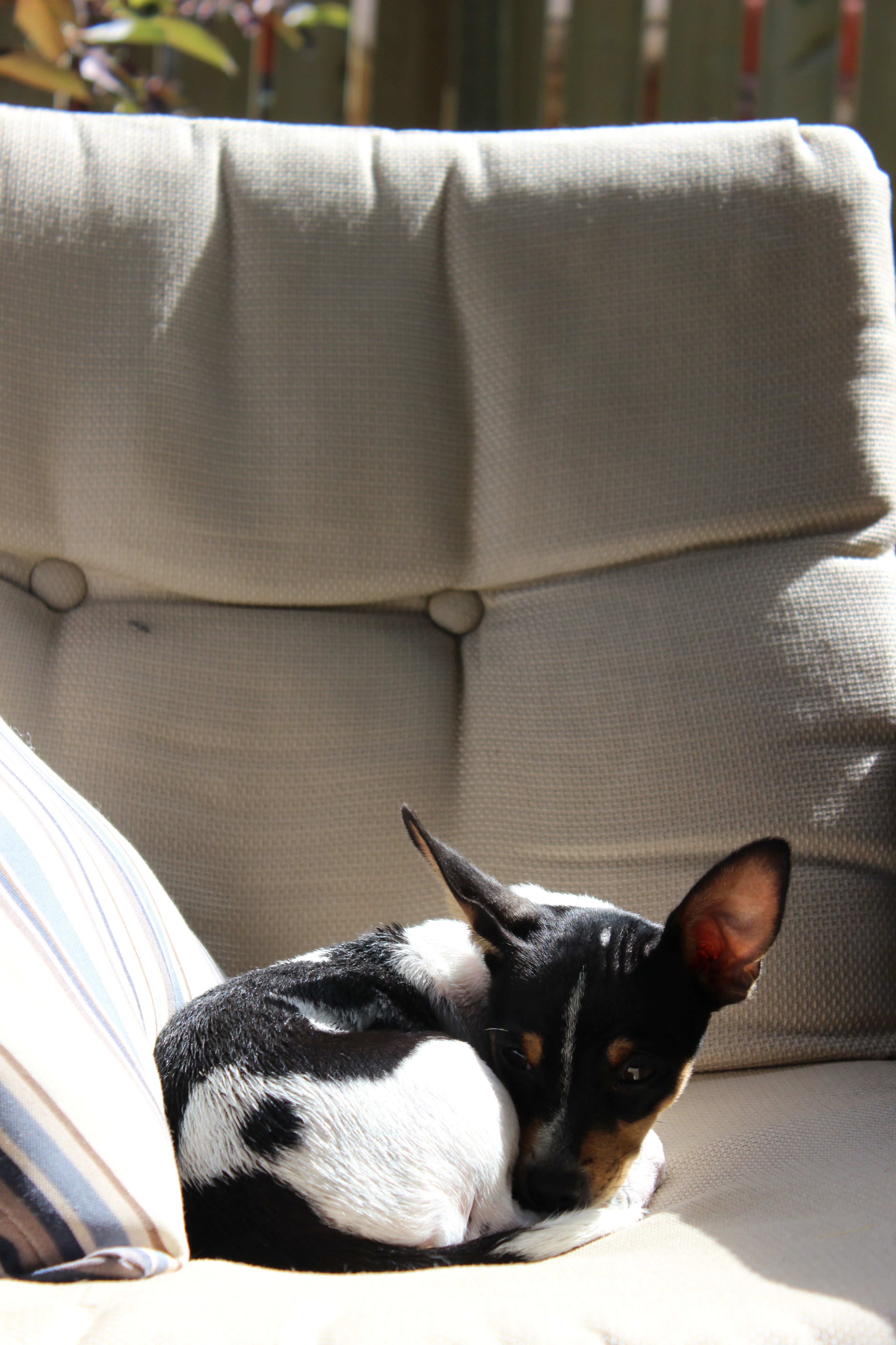 3456x5184 Rat Terrier Photo, Download The BEST Free Rat Terrier & HD Image