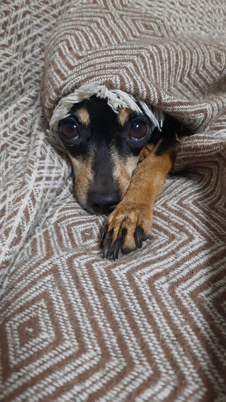 736x1308 Köpek. Rat terriers, Hayvan fotoğrafçılığı