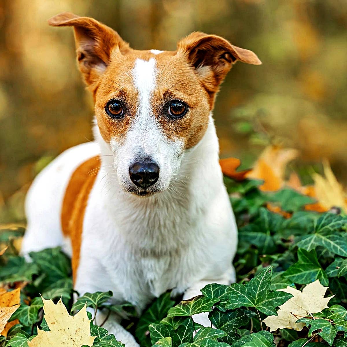 1200x1200 Rat Hunting Dog Breeds