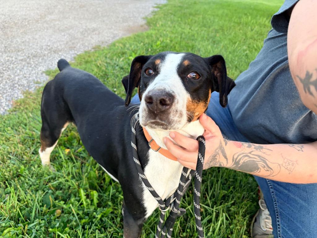 1024x768 Rat Terriers for Adoption in Pierceton, Indiana