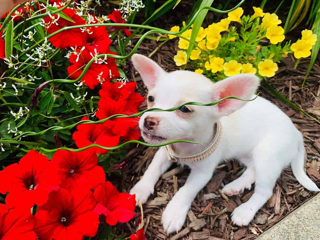 1024x768 Discover 10 Rat Terrier Colors And Markings Z Animals