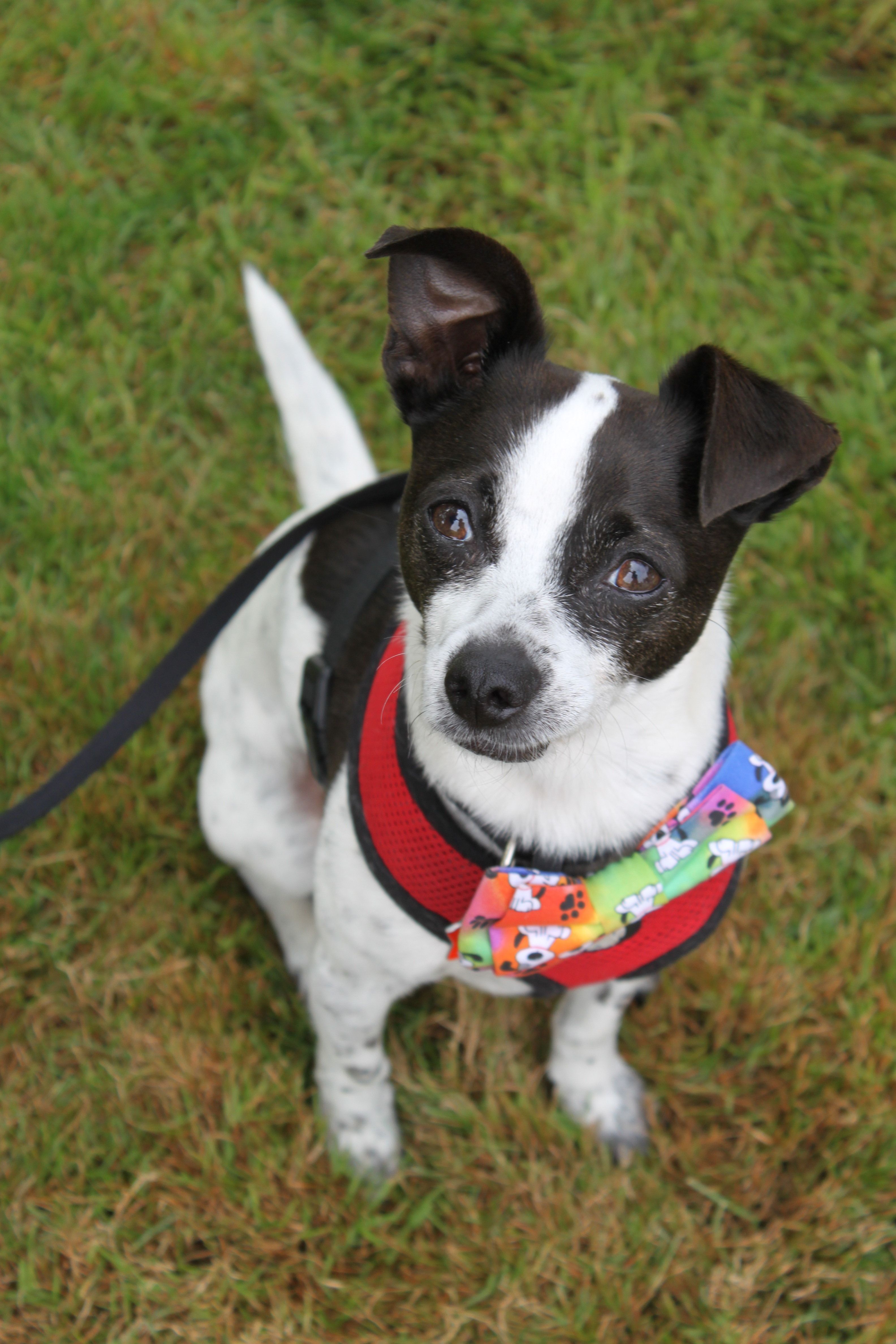 3168x4752 Rat Terrier Photo, Download The BEST Free Rat Terrier & HD Image