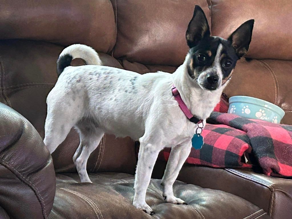 1024x768 Rat Terrier Mix