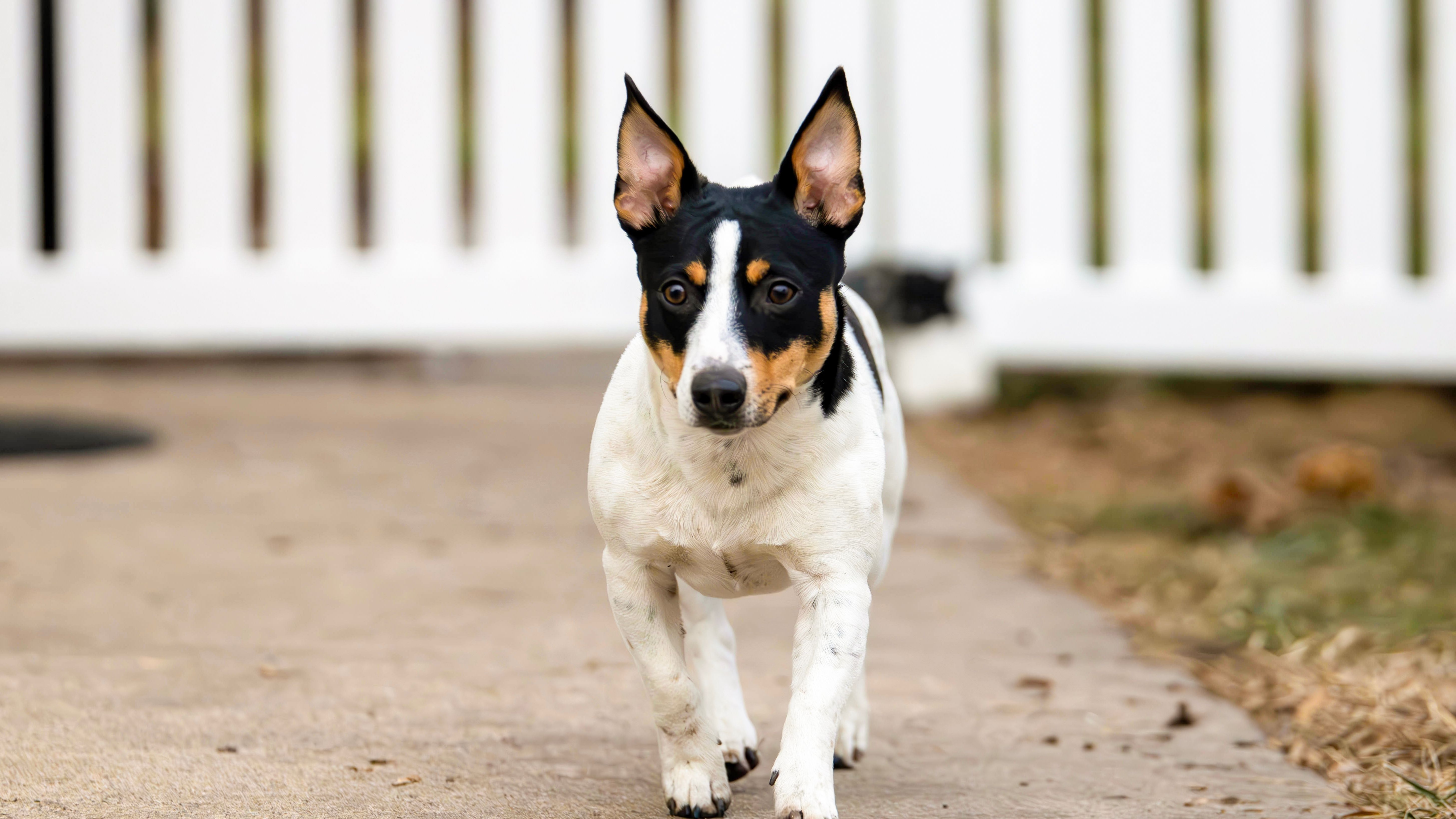 5820x3274 Unleash the hounds! And terriers and lapdogs. The American Kennel Club adds 3 breeds