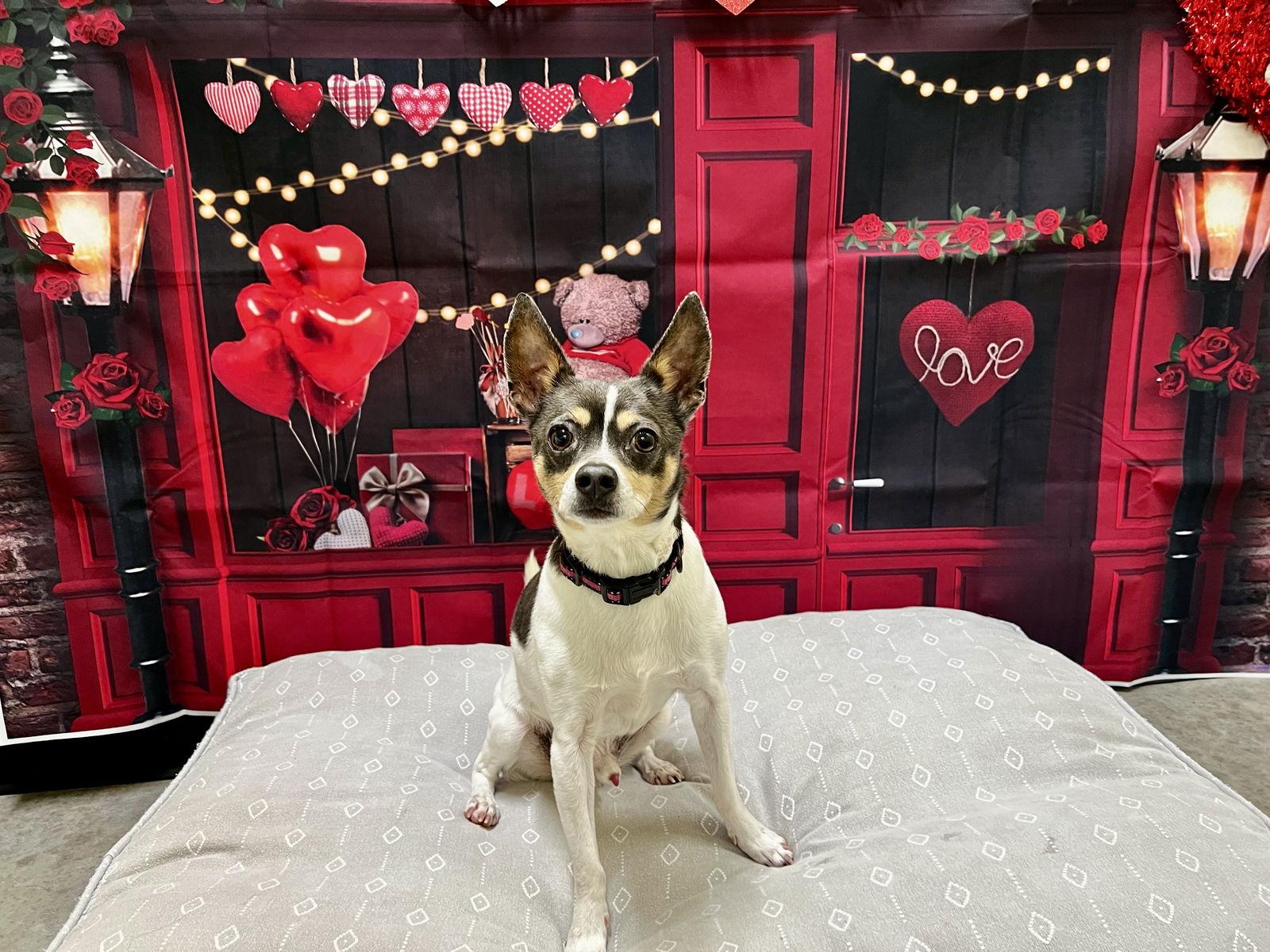 1600x1200 Rat Terriers for Adoption in Elrod, North Carolina