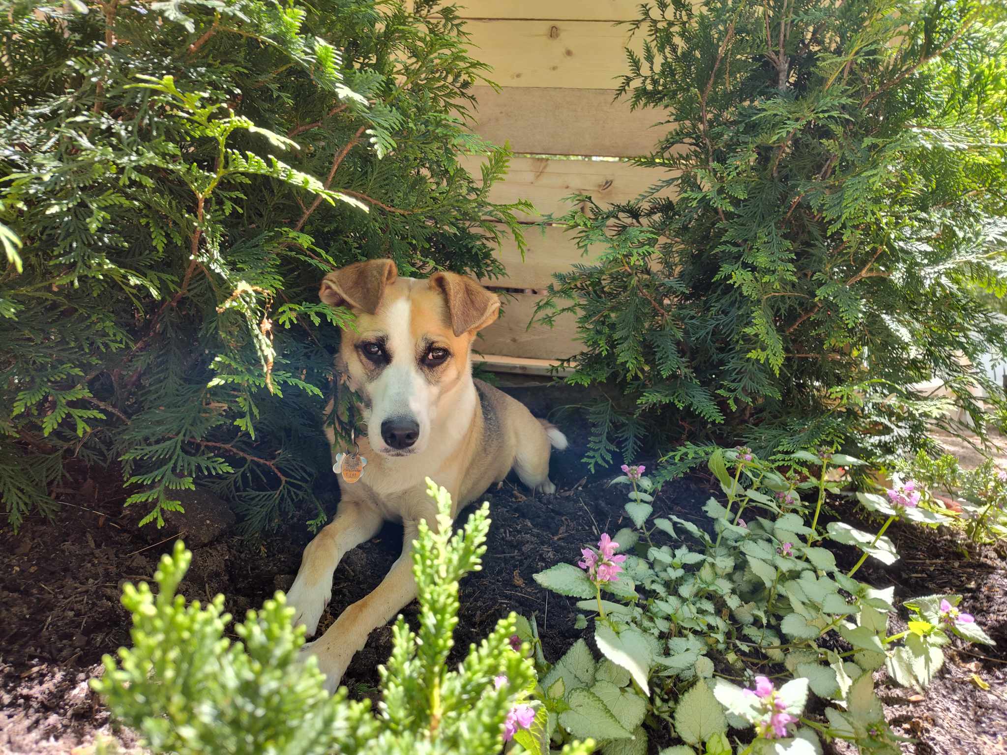2048x1536 What happens when you mix a rat terrier, a beagle, a chihuahua, and a German shepherd?