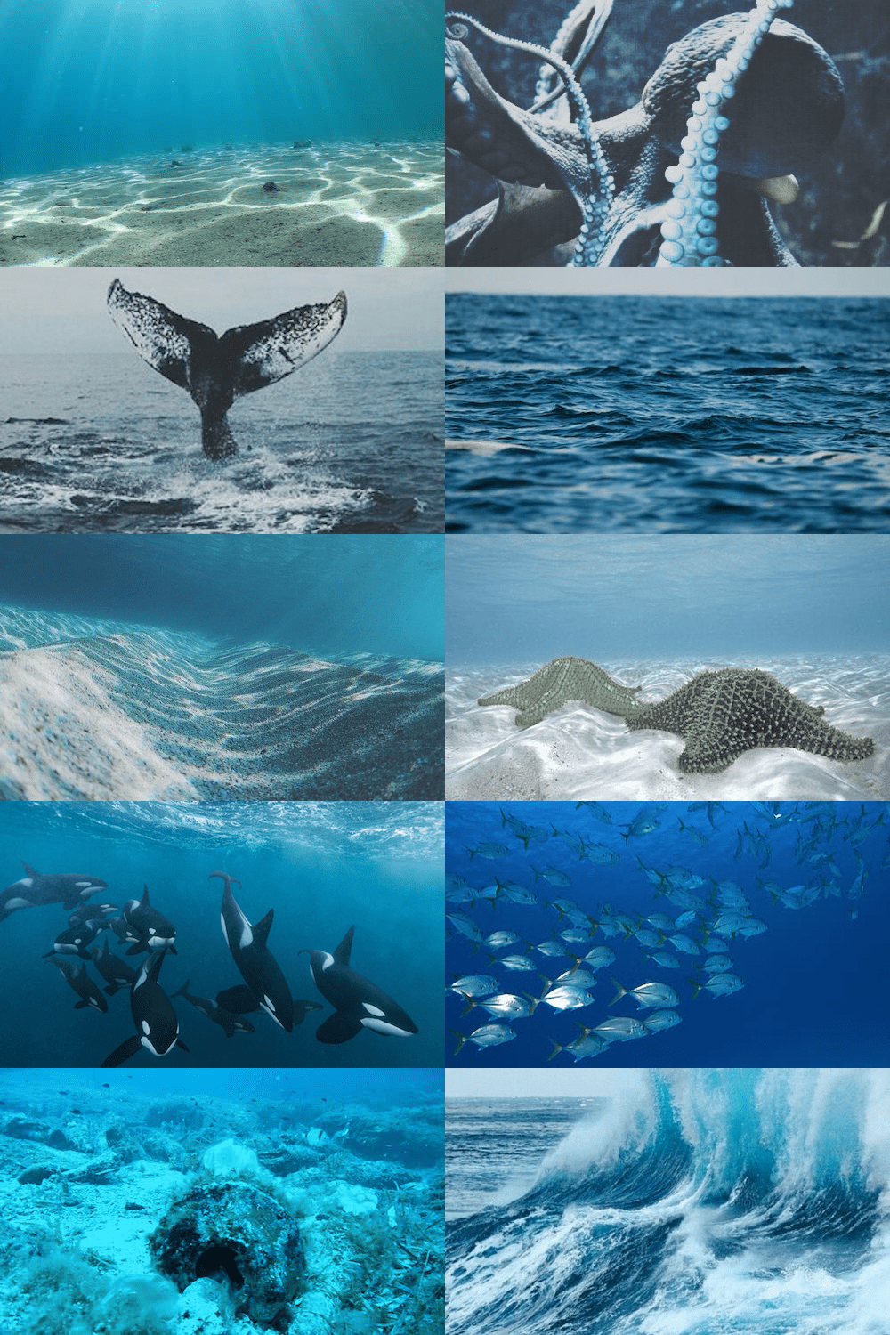 1000x1500 ecosystems → the open ocean “ Many open ocean organisms live out their existence without ever coming into con. Open ocean, Aesthetic wallpaper, Aesthetic collage