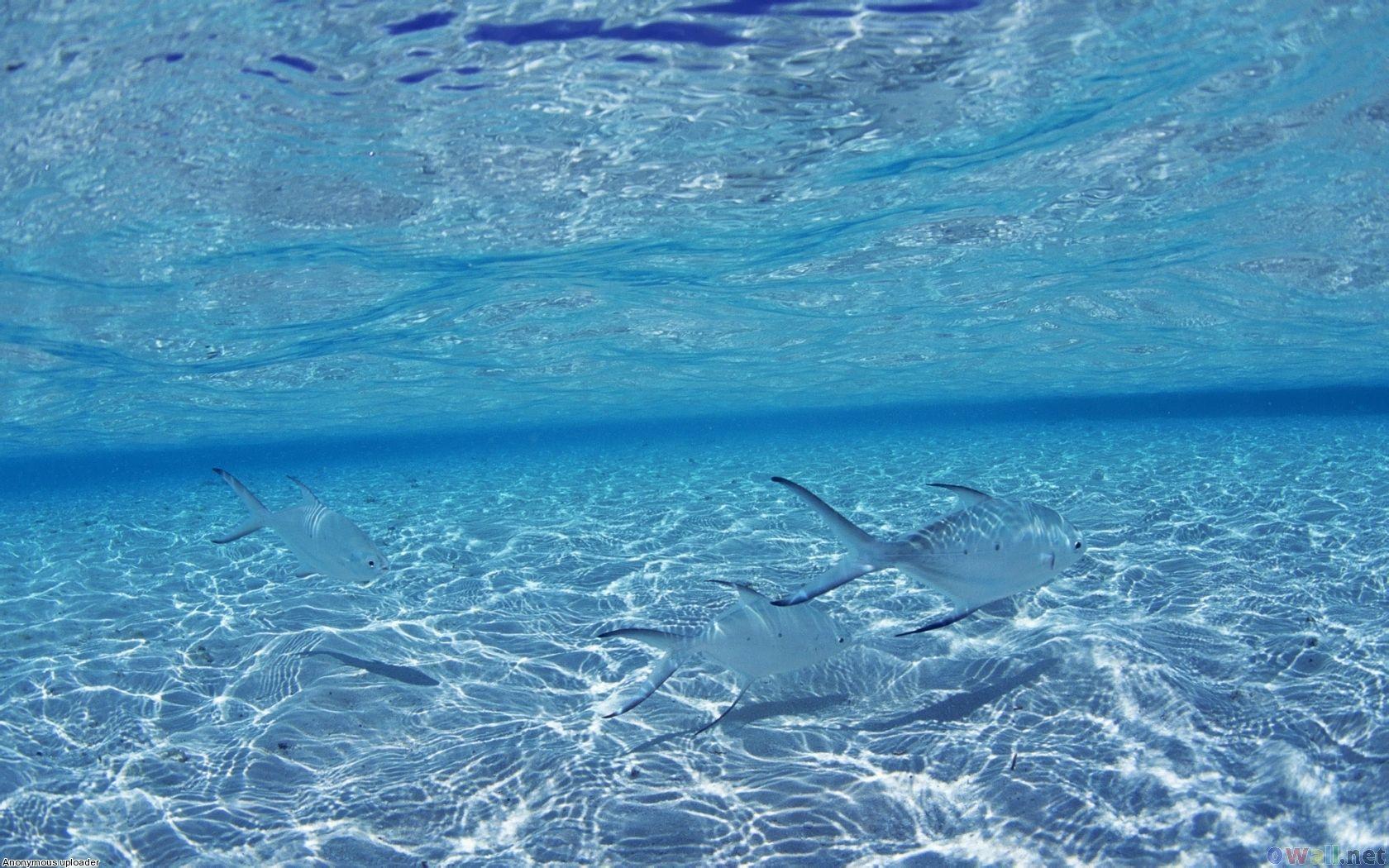 1680x1050 Download Fish In The Ocean Blue Okinawa Japan Open Walls 1503424 and HQ Picture.com. Ocean wallpaper, Okinawa, Ocean