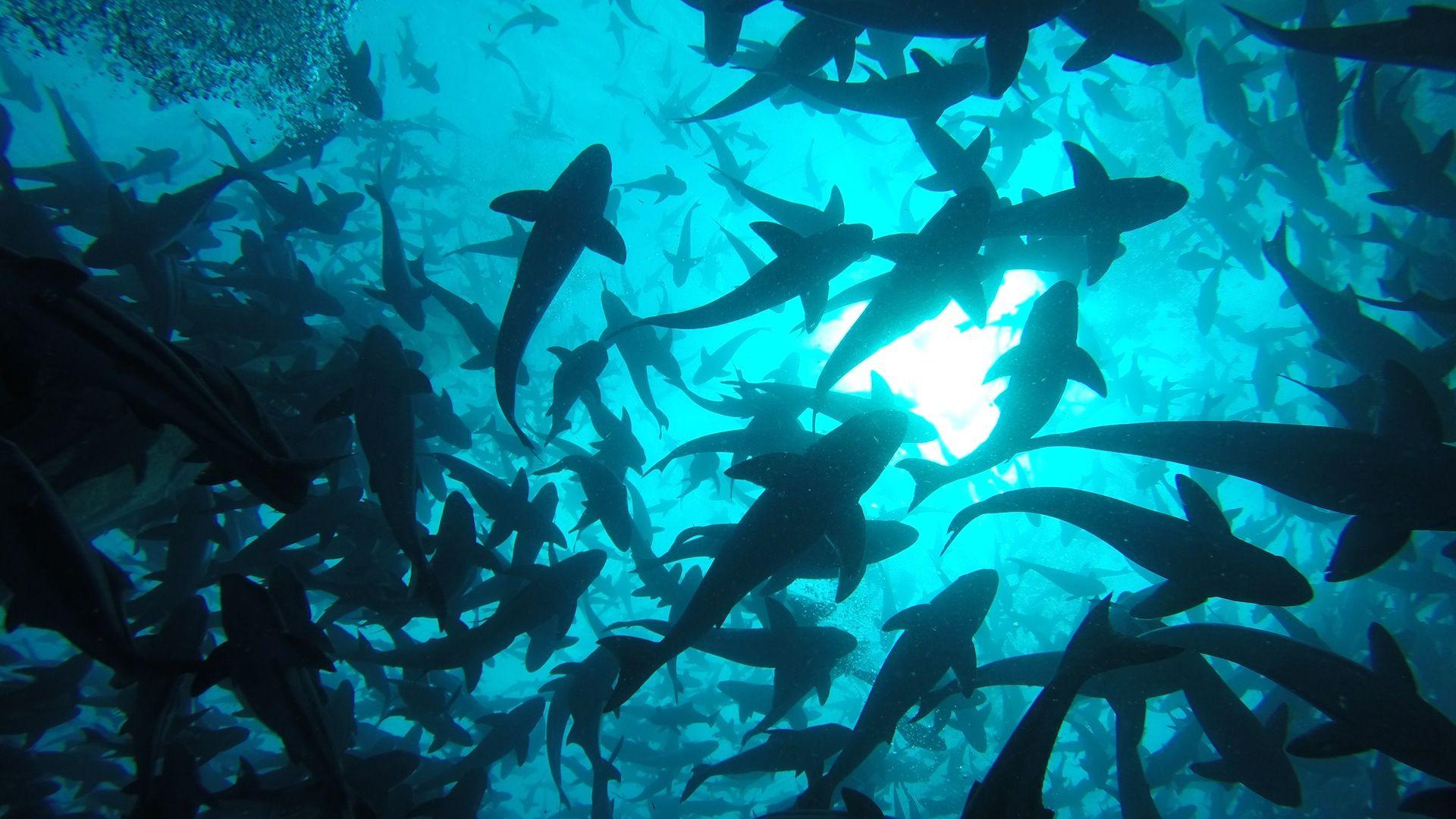 1920x1080 Fish Video Wallpaper HD